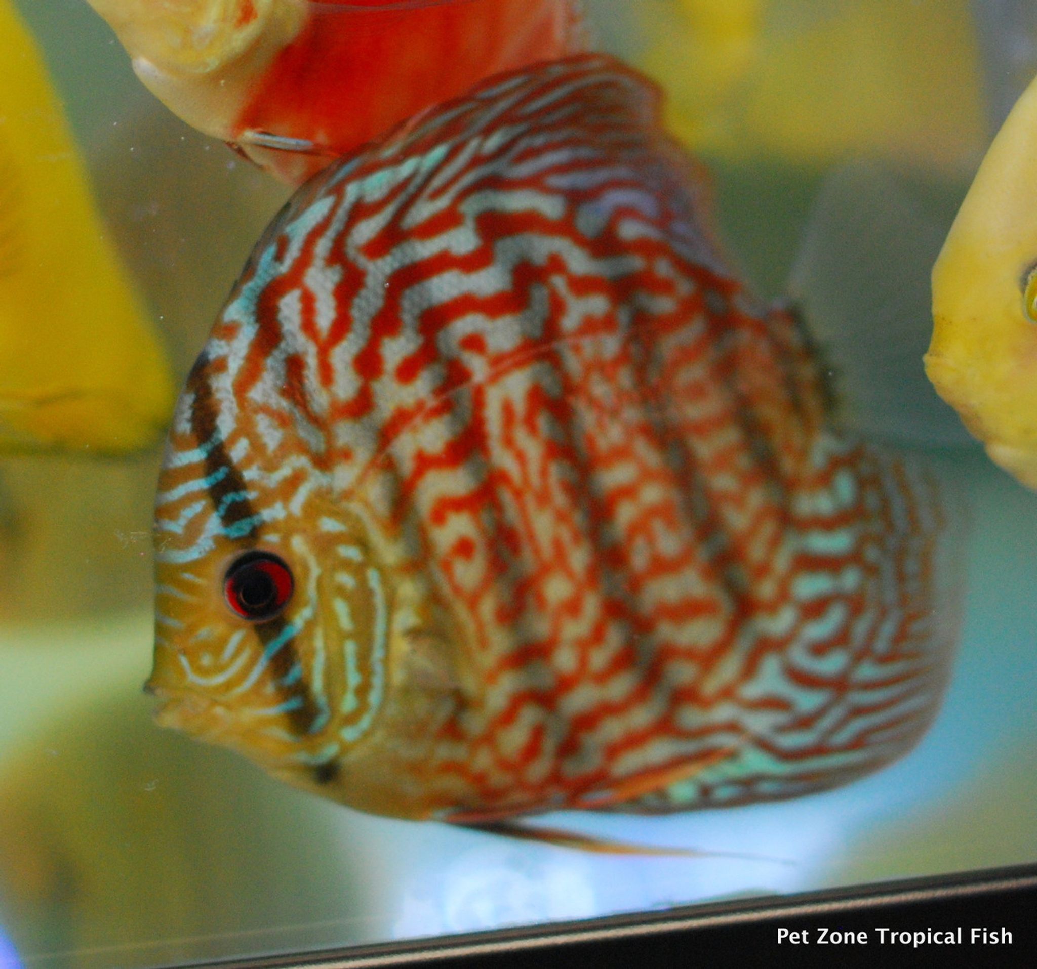 XL Red Turquoise Discus
