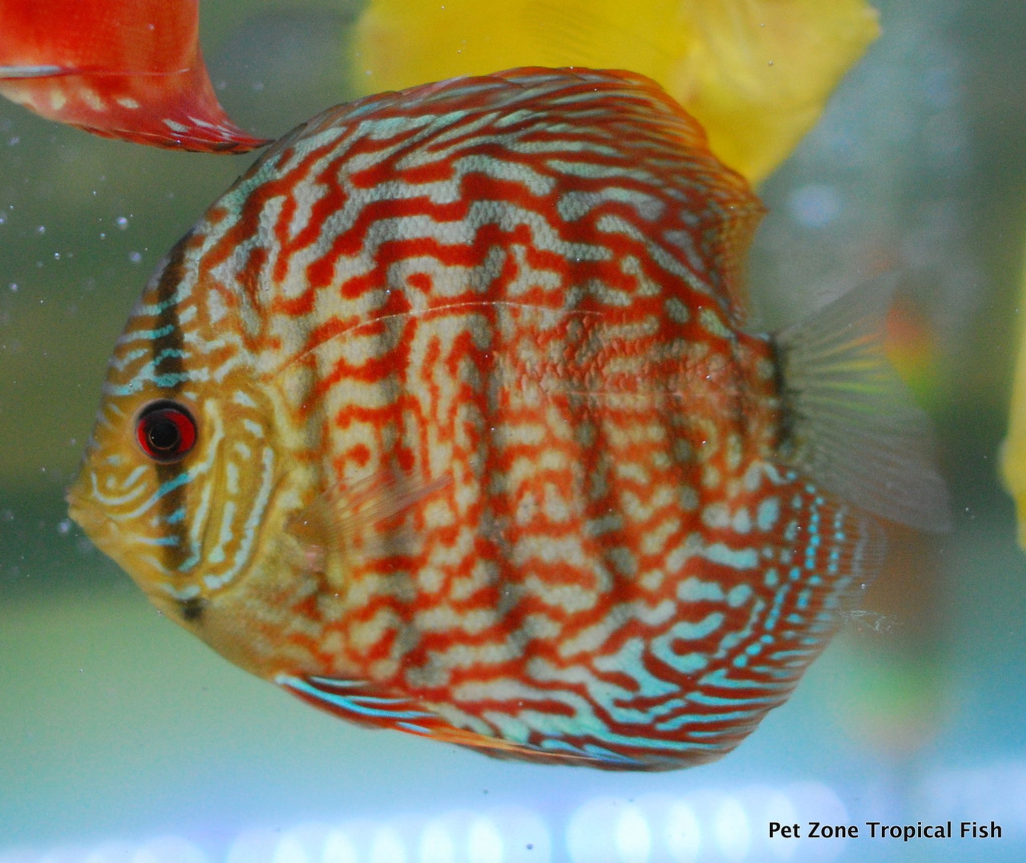 XL Red Turquoise Discus