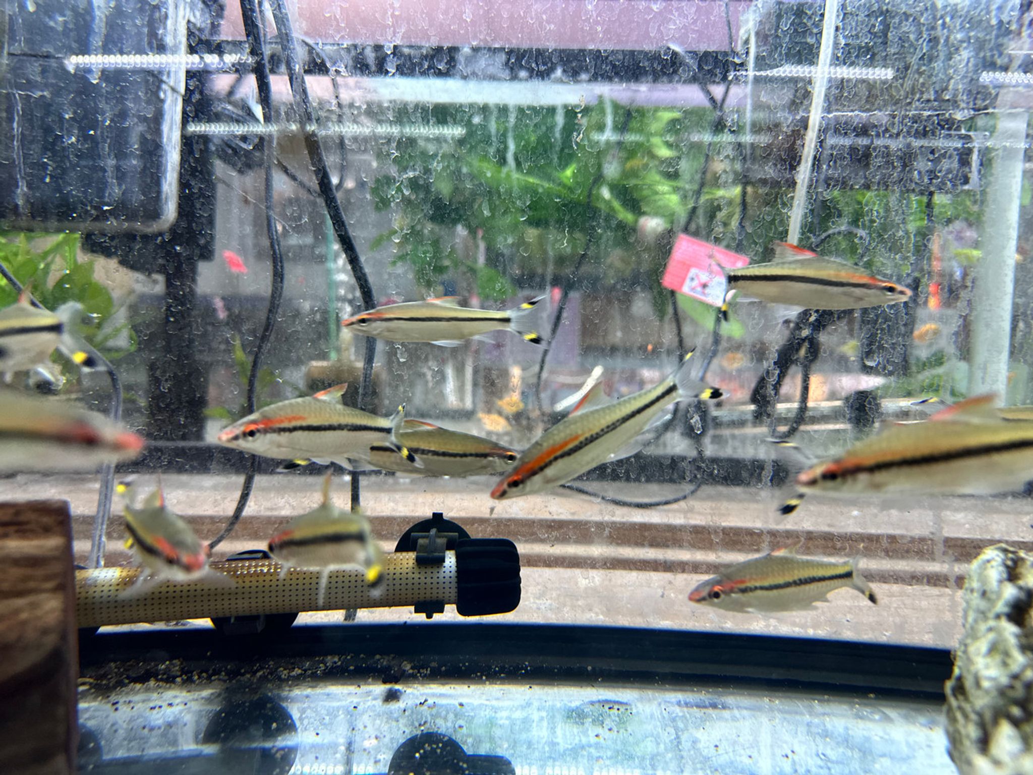 XL Roseline Shark Torpedo Barb (Denison Barb)