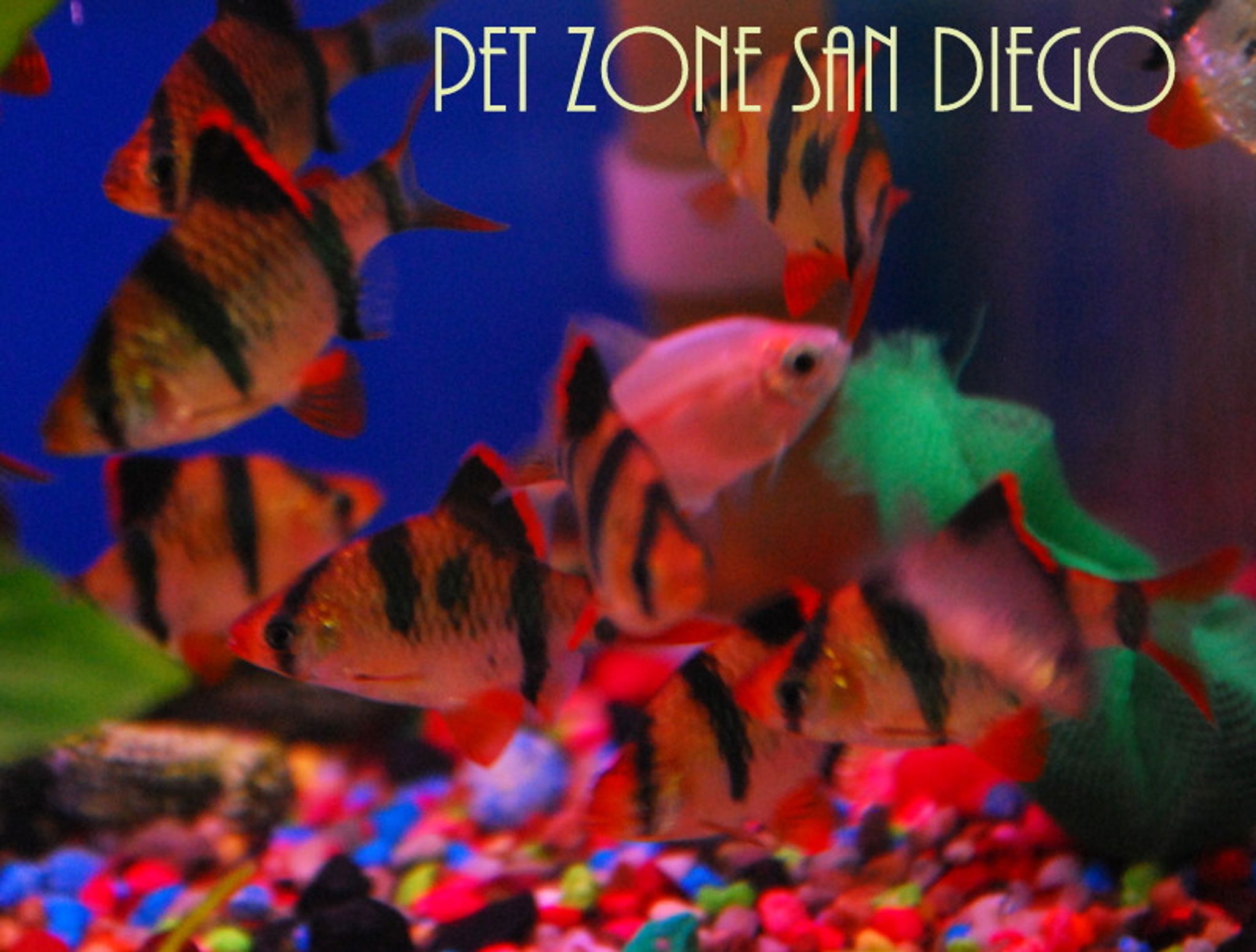 XL Tiger Barb