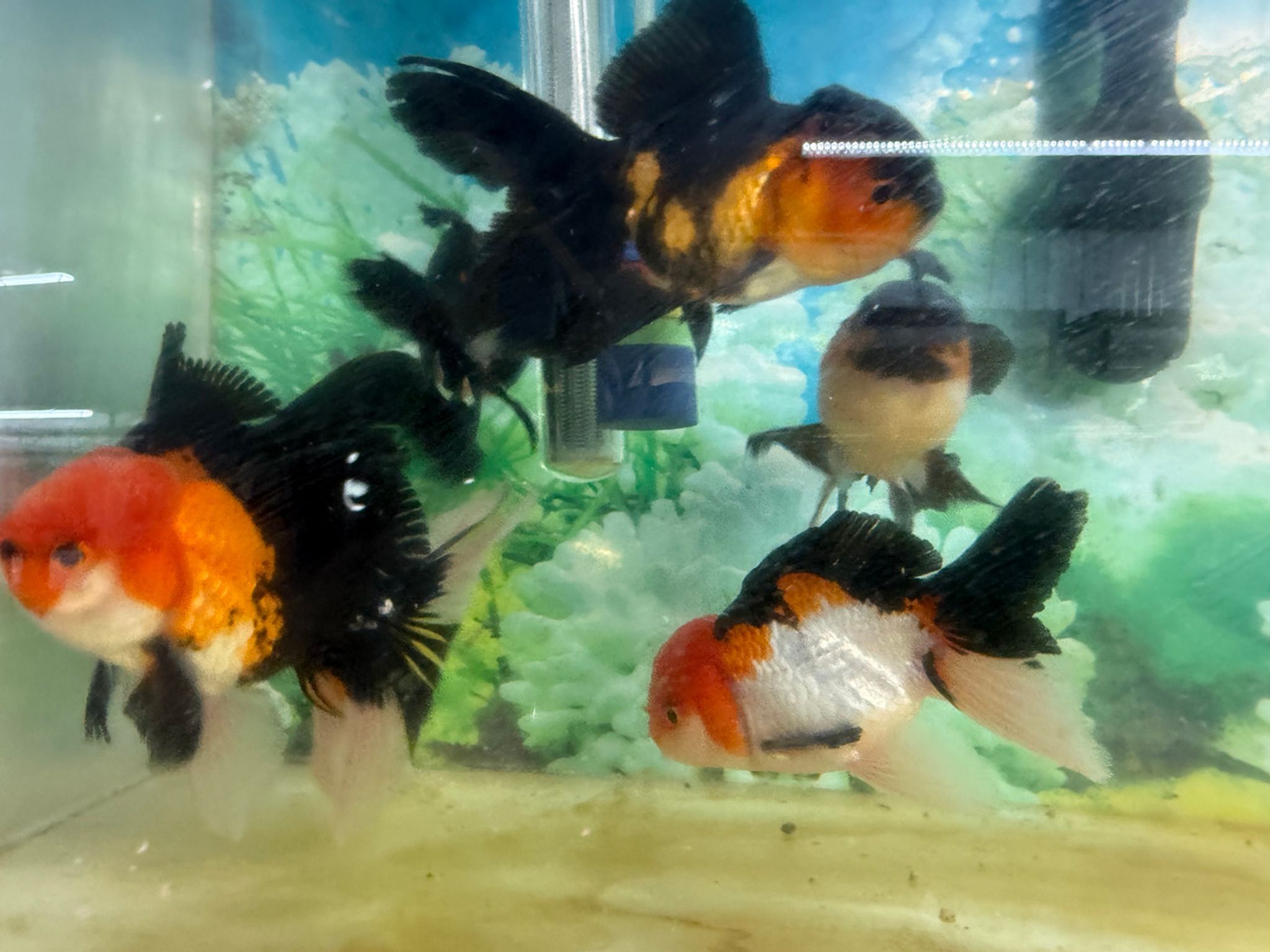 XL Tri Color Oranda