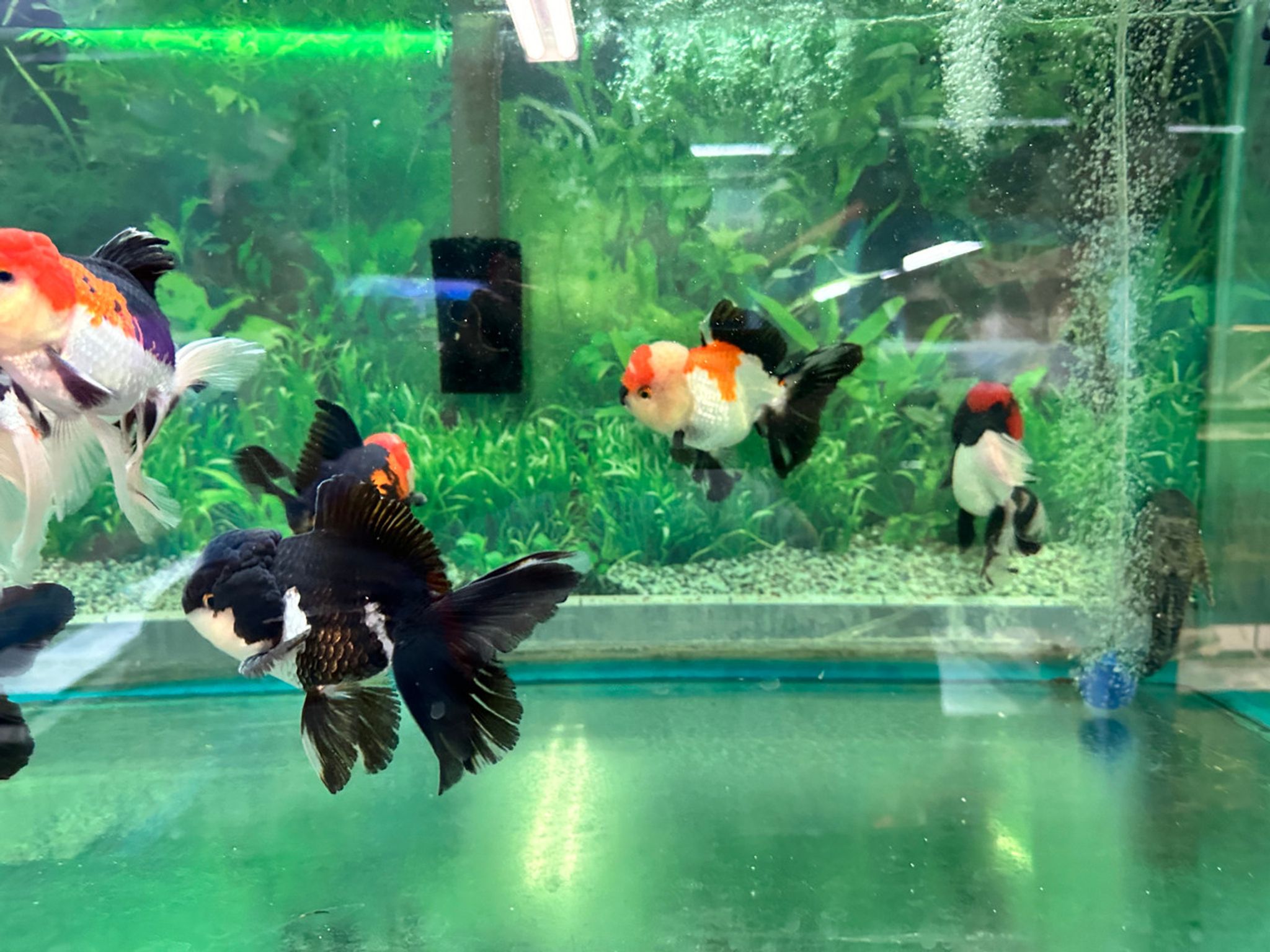 XL Tri Color Oranda