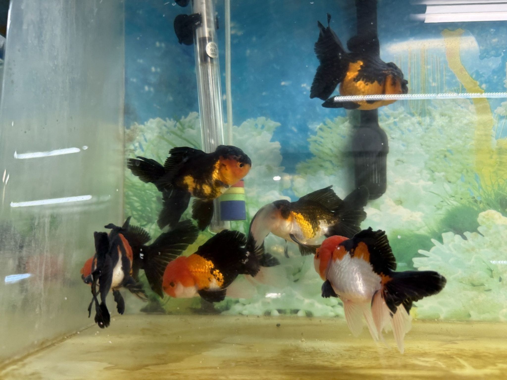 XL Tri Color Oranda