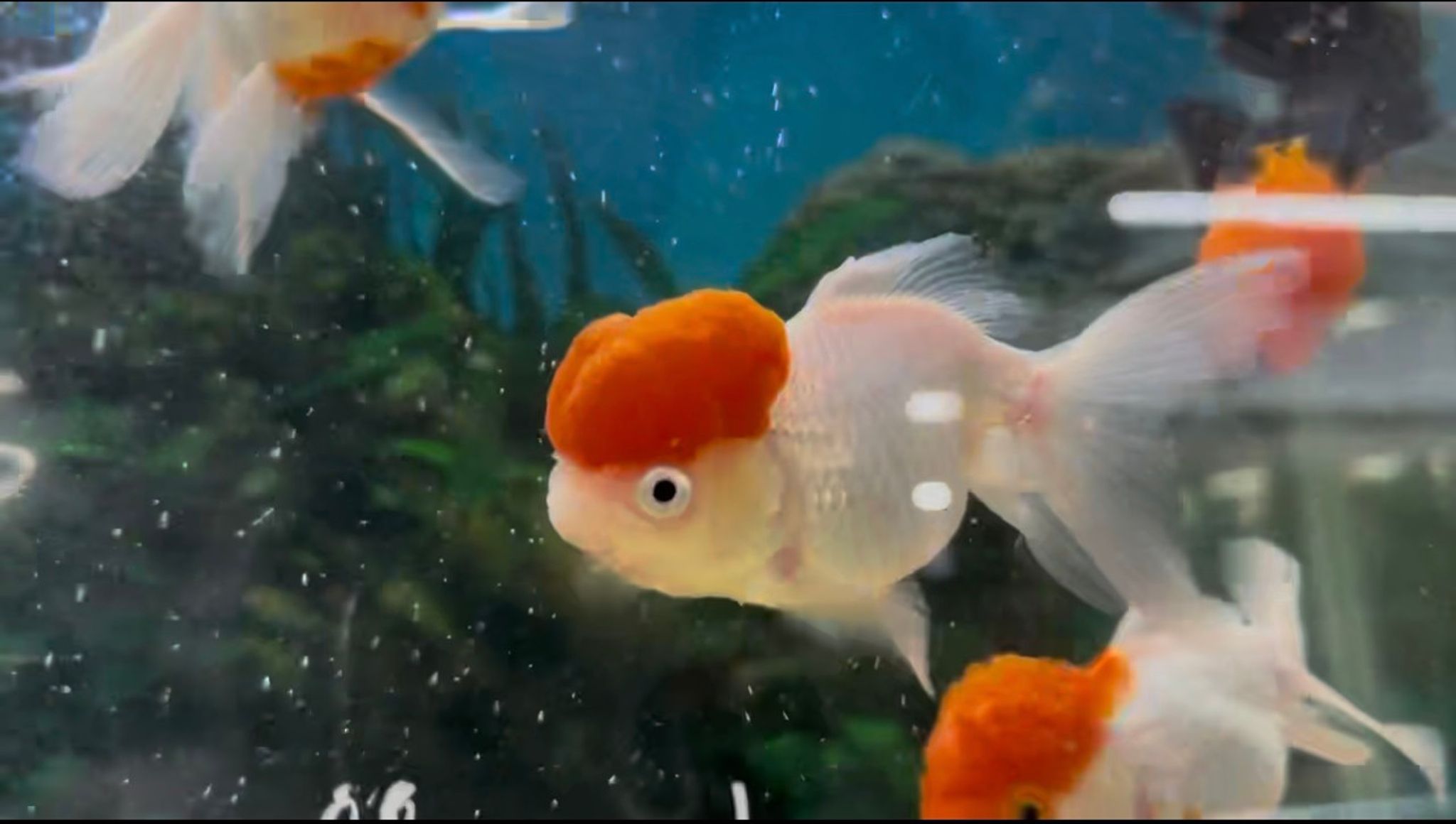 XLARGE Red Cap Oranda Goldfish