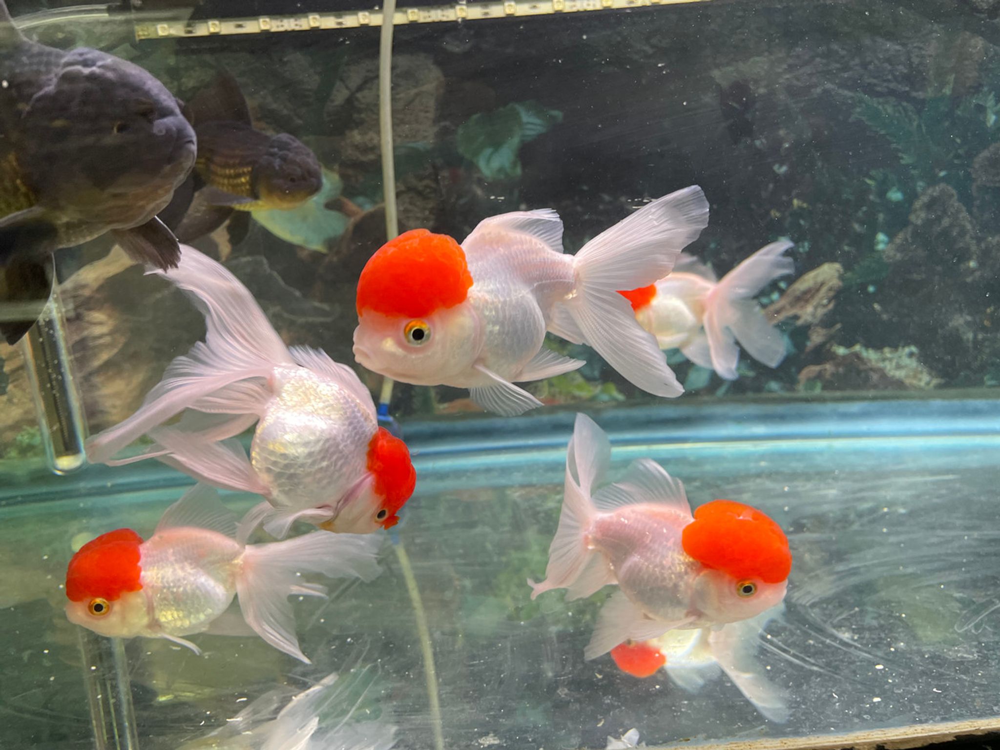 XLARGE Red Cap Oranda Goldfish