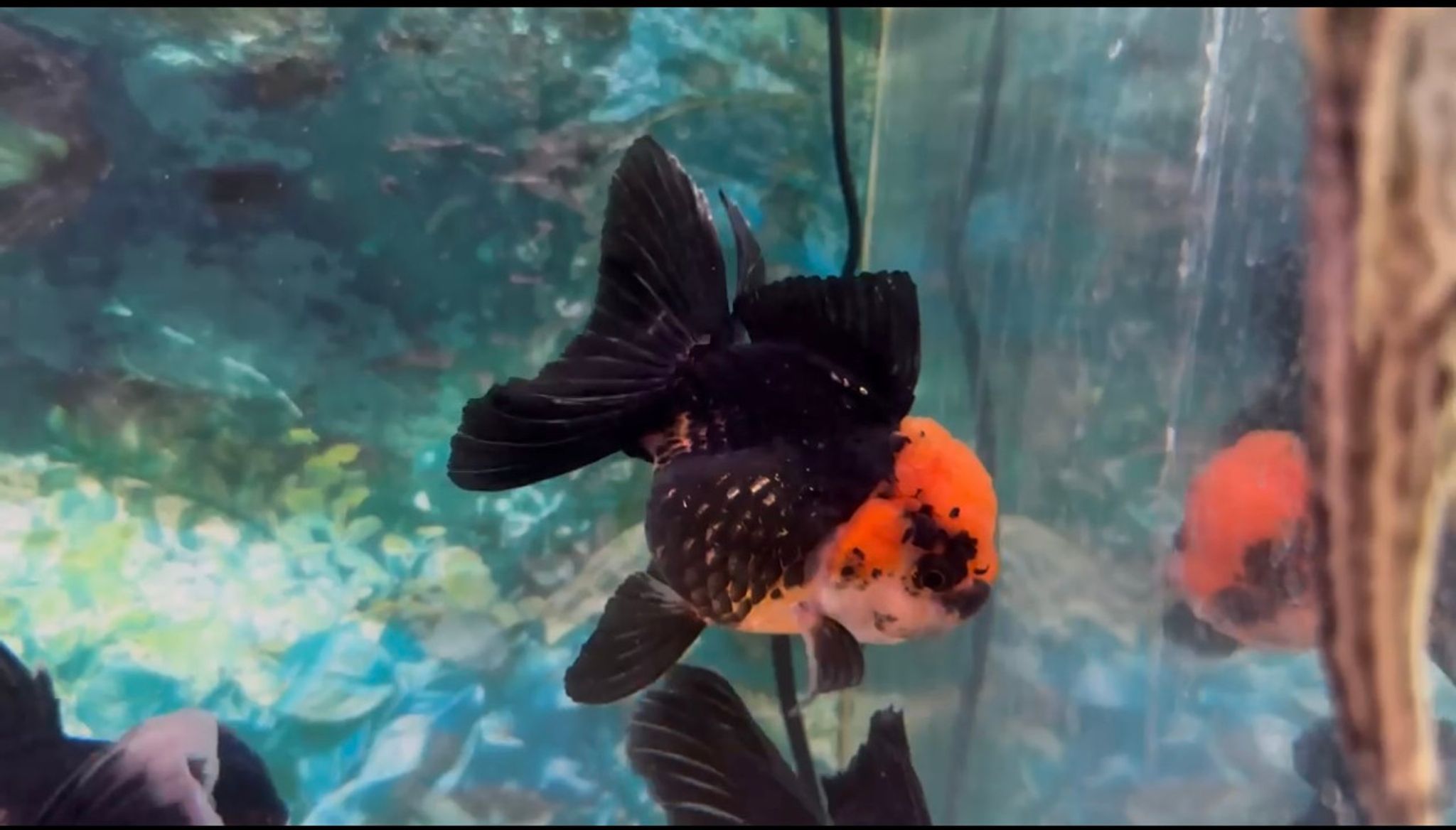 XXL Oranda Goldfish