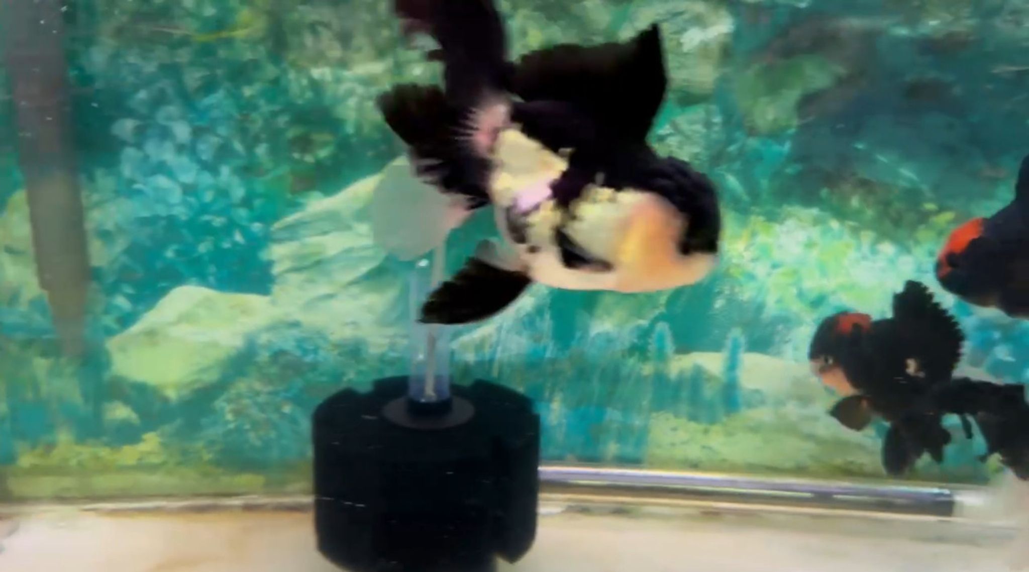 XXL Oranda Goldfish