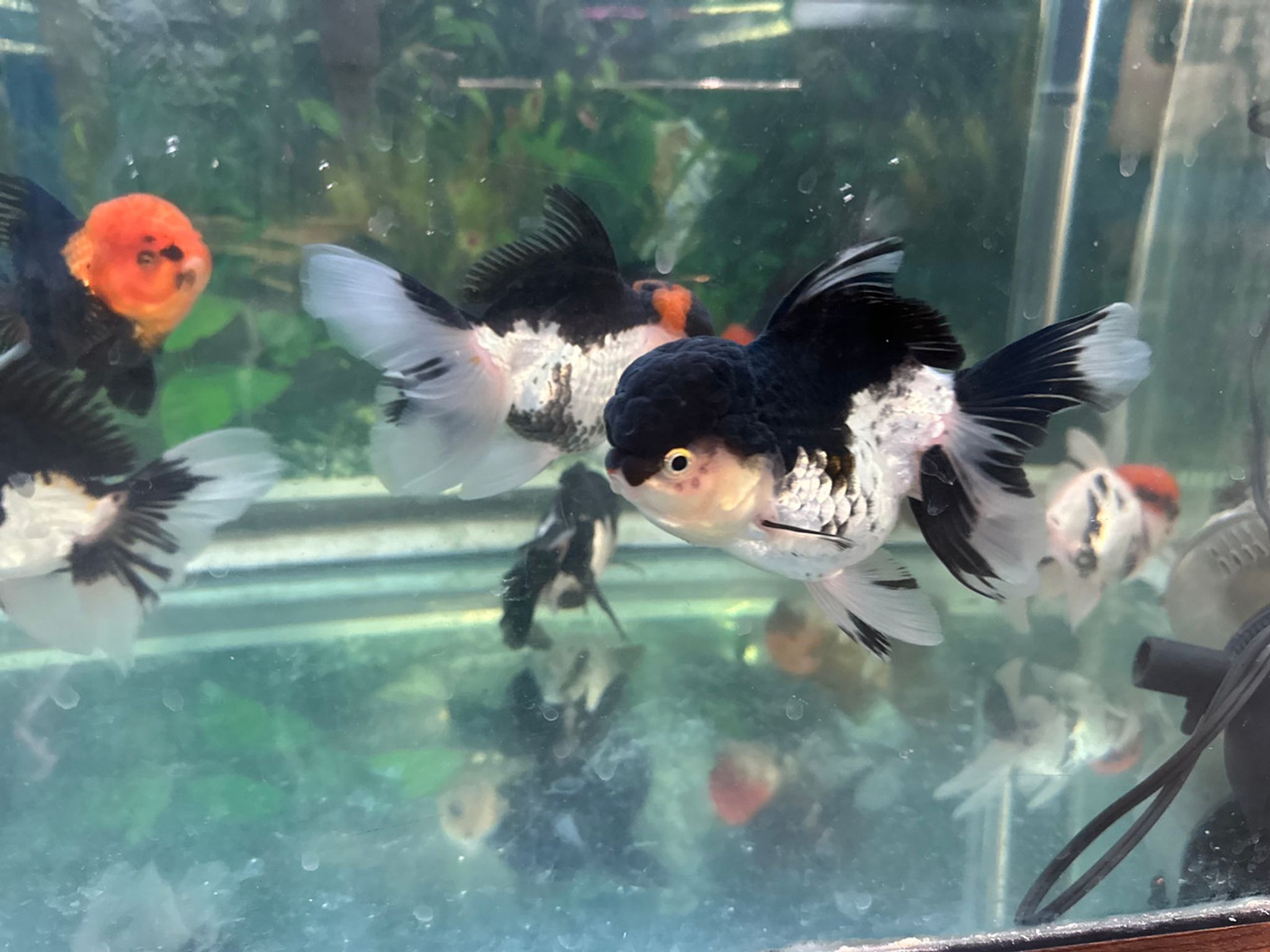 XXL Panda Oranda Goldfish