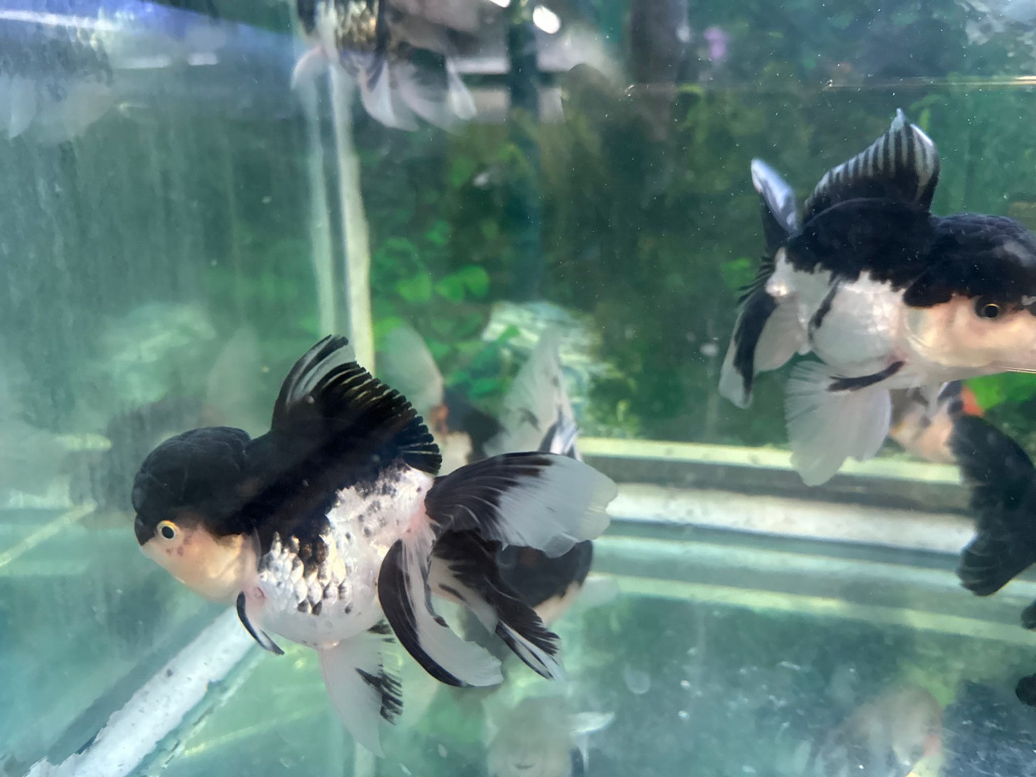 XXL Panda Oranda Goldfish