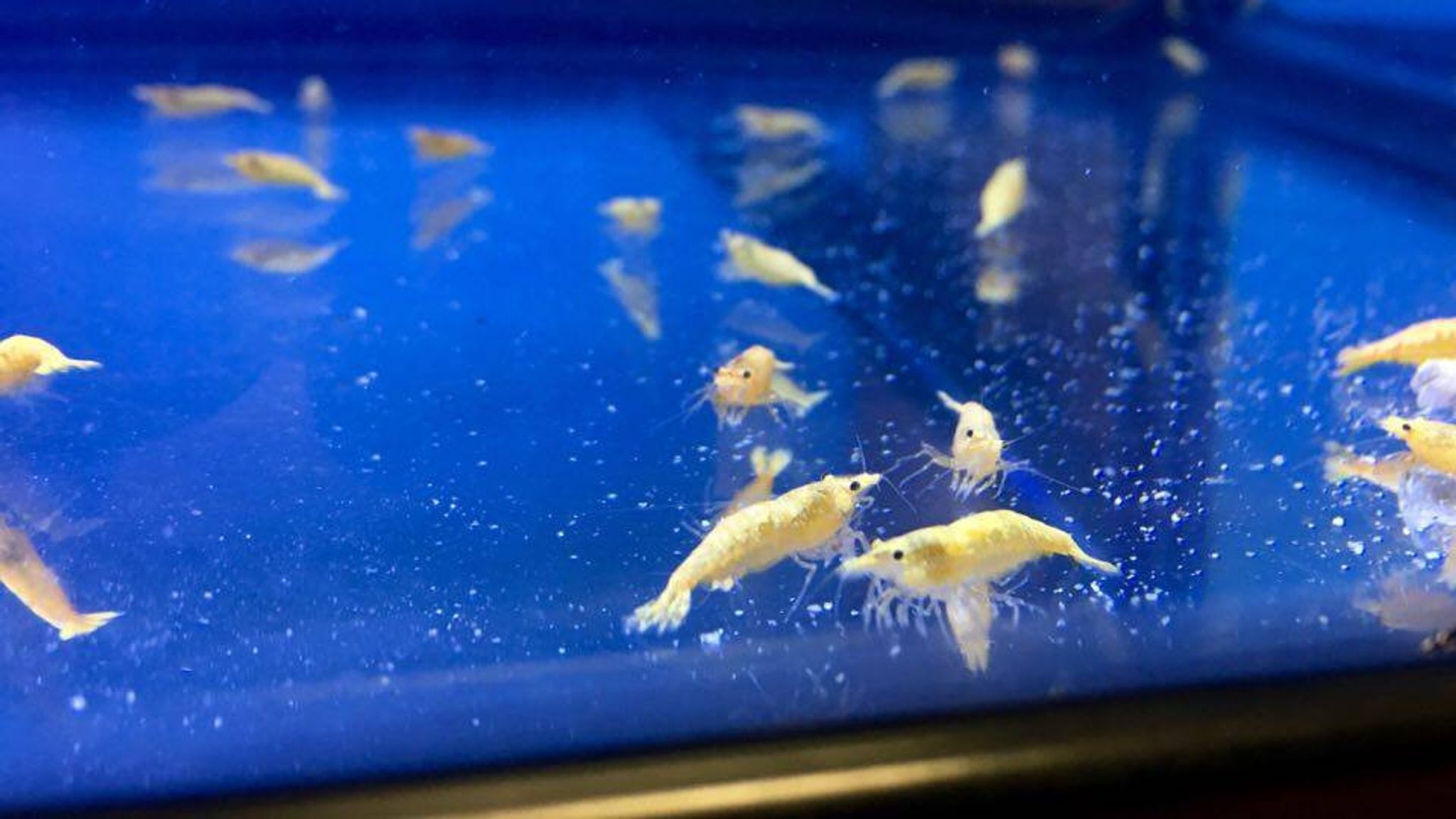 Yellow Cherry Shrimp