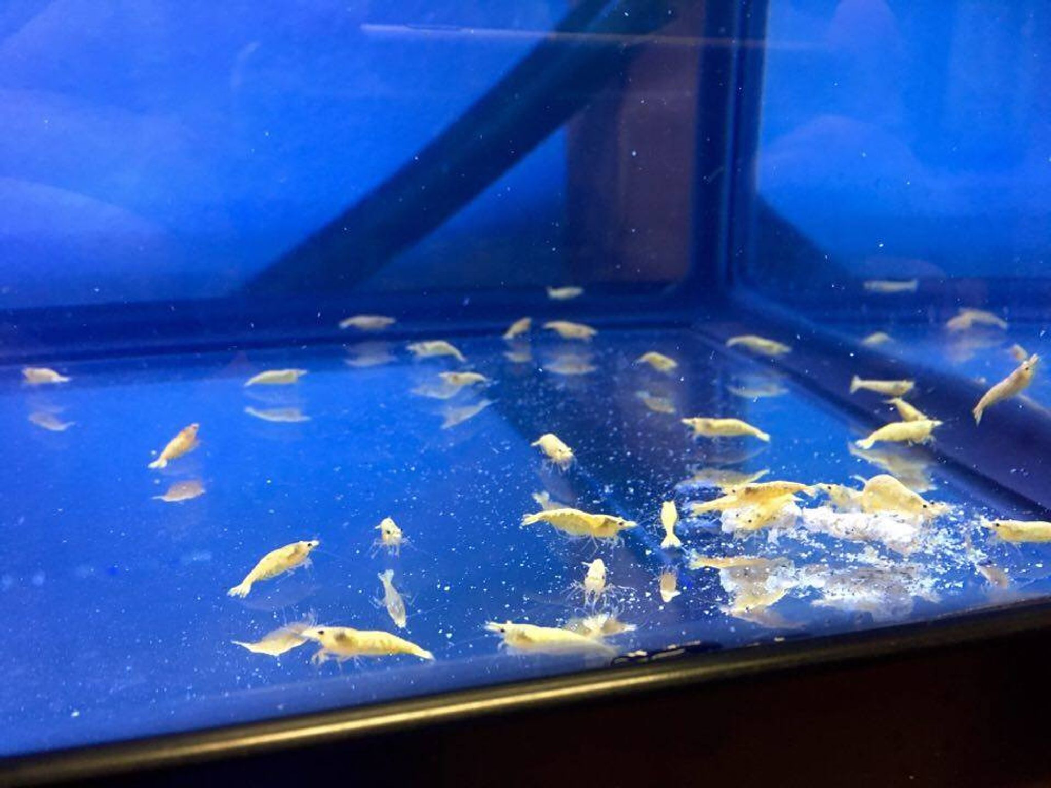 Yellow Cherry Shrimp