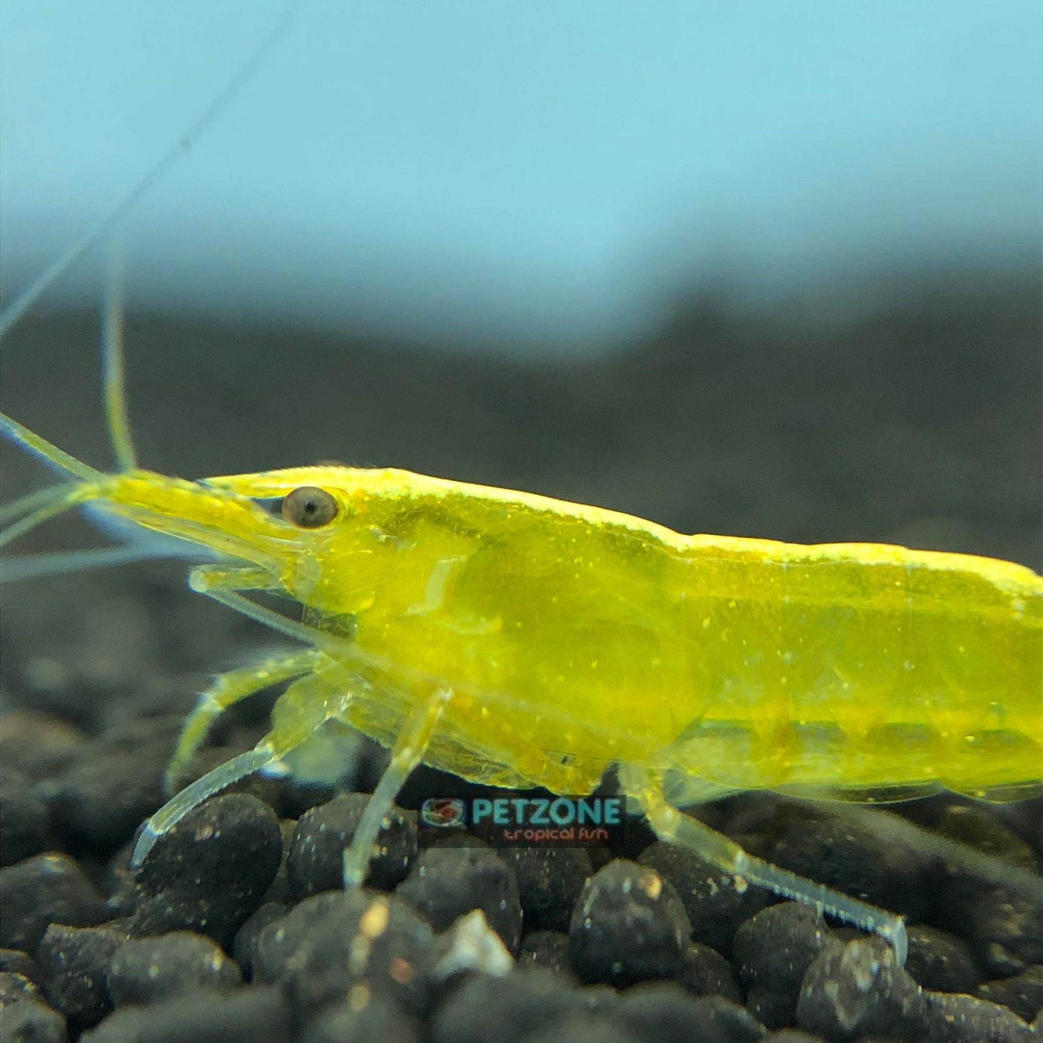 Yellow Goldenback Shrimp