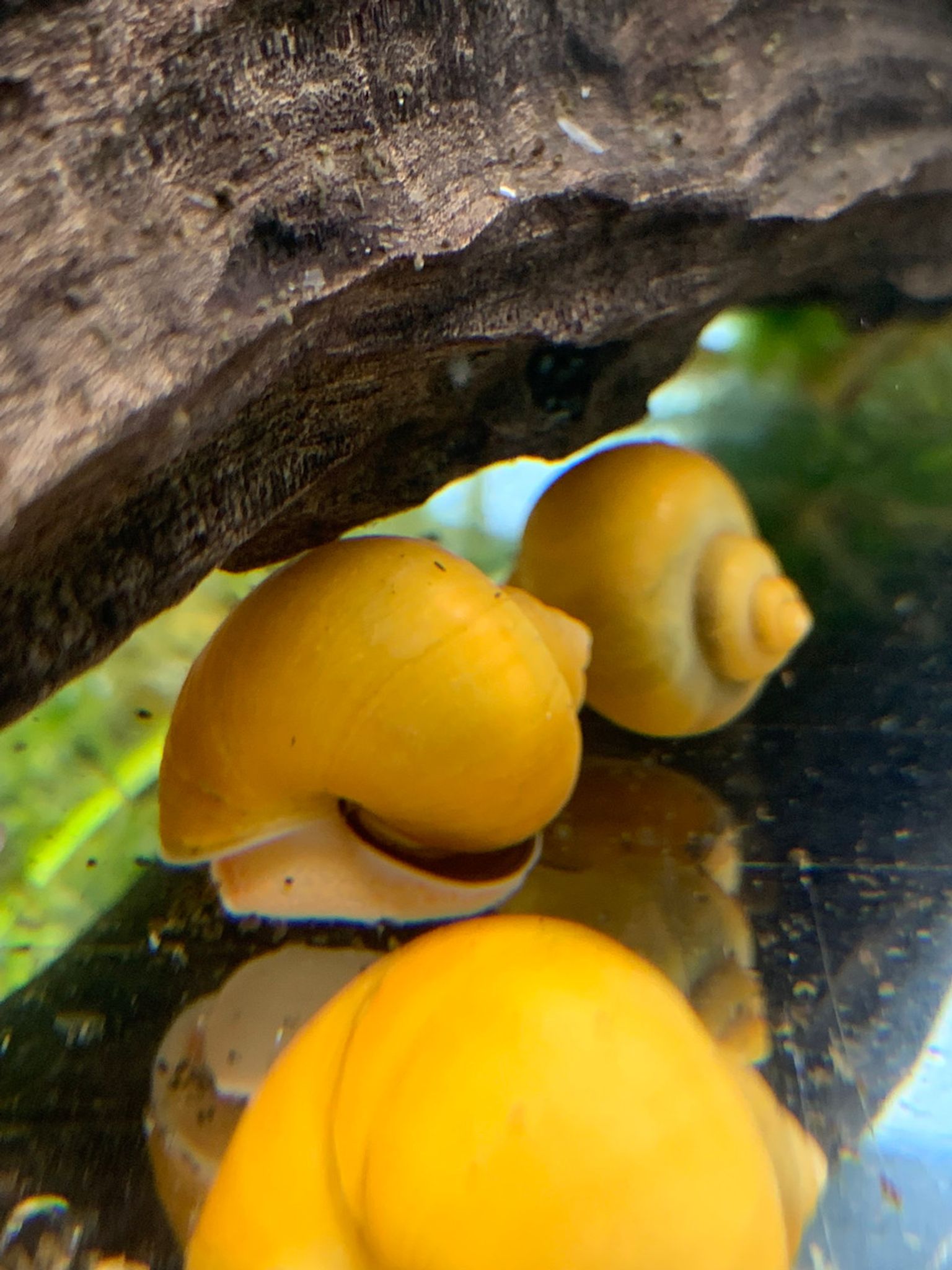 Yellow Mystery Snail