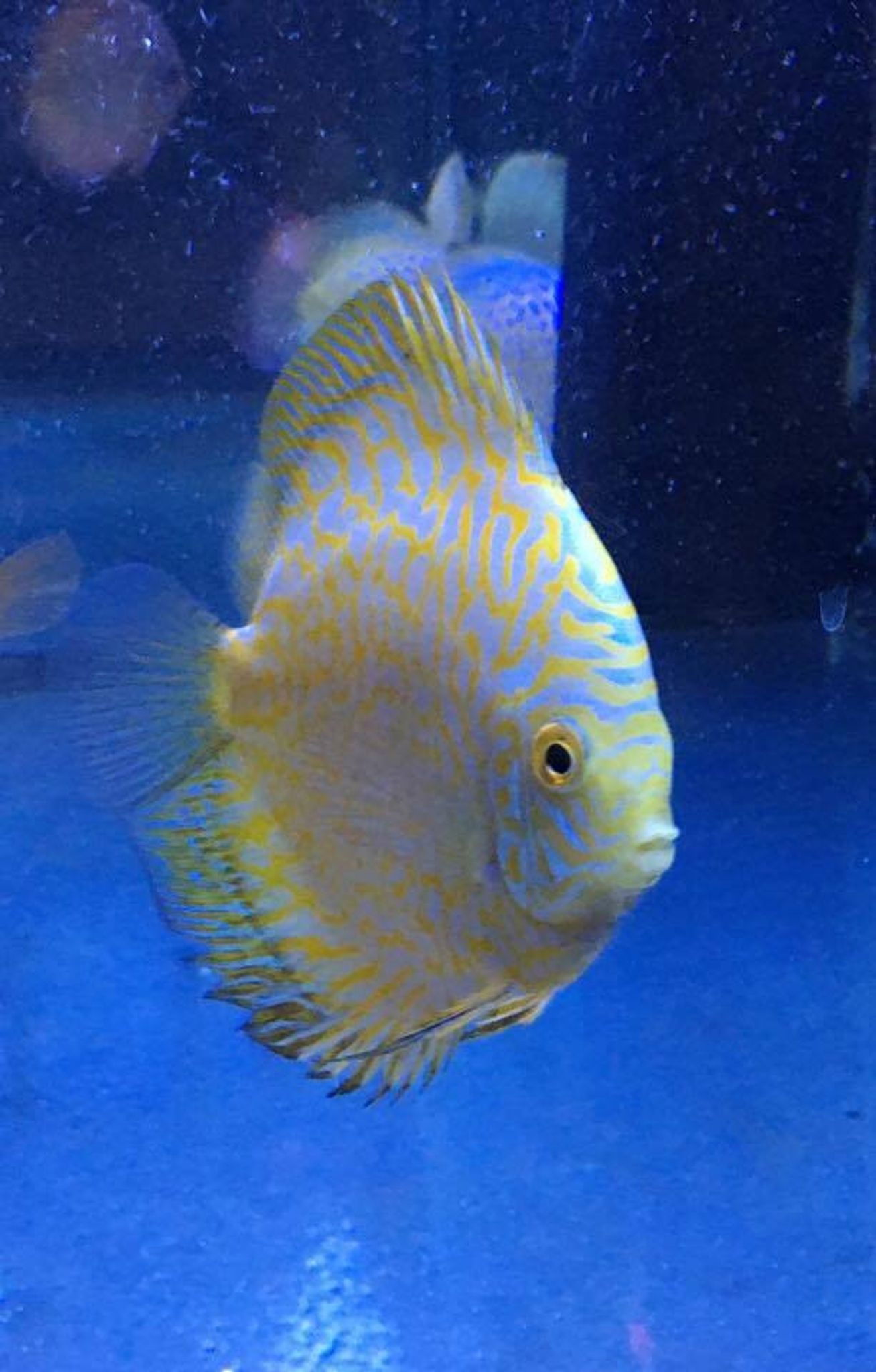 Yellow Pigeon Discus