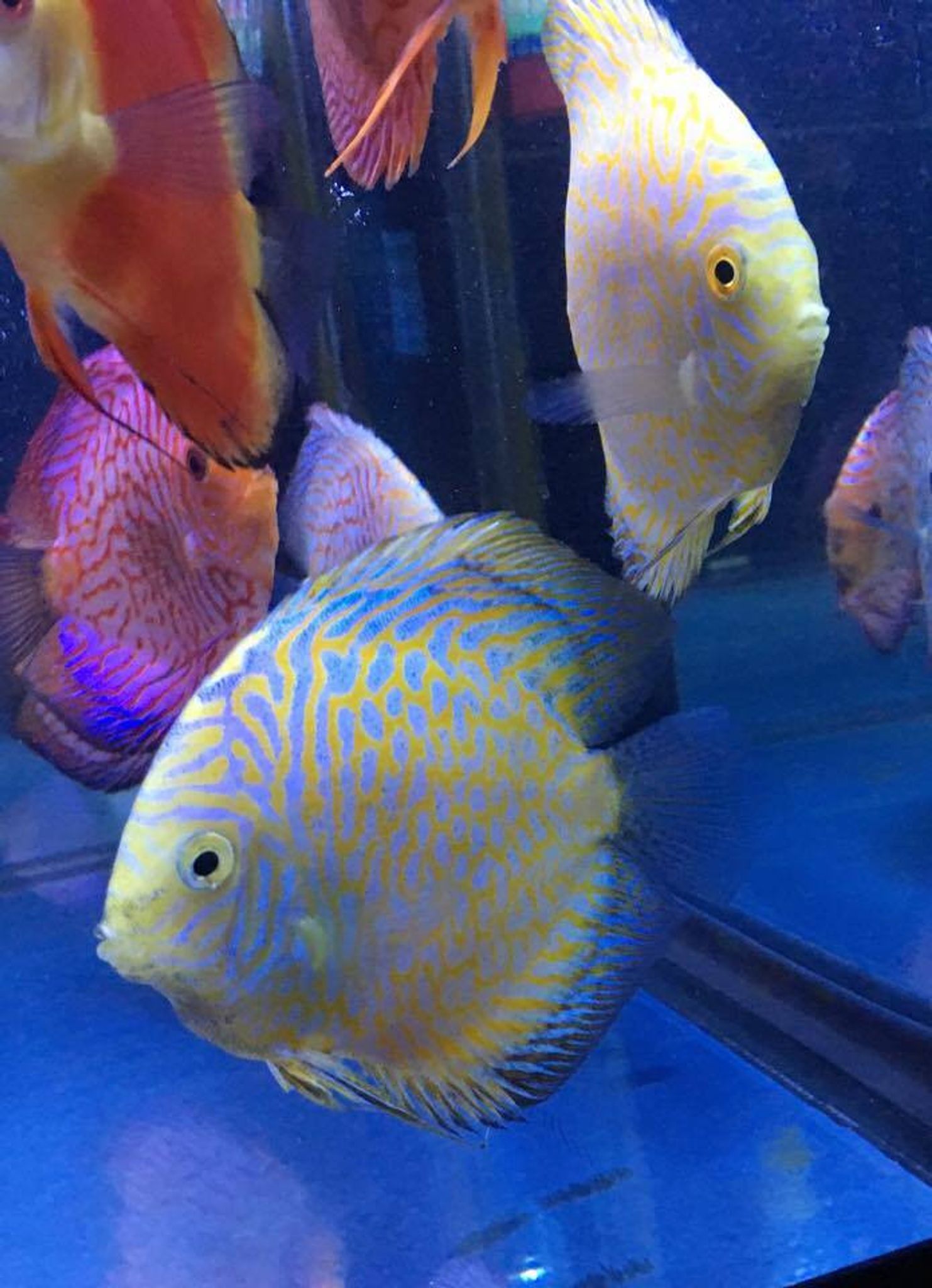 Yellow Pigeon Discus