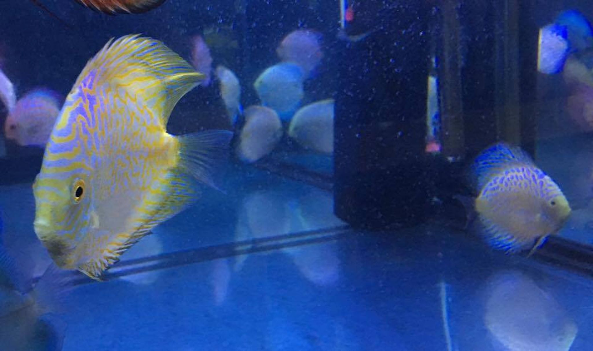 Yellow Pigeon Discus