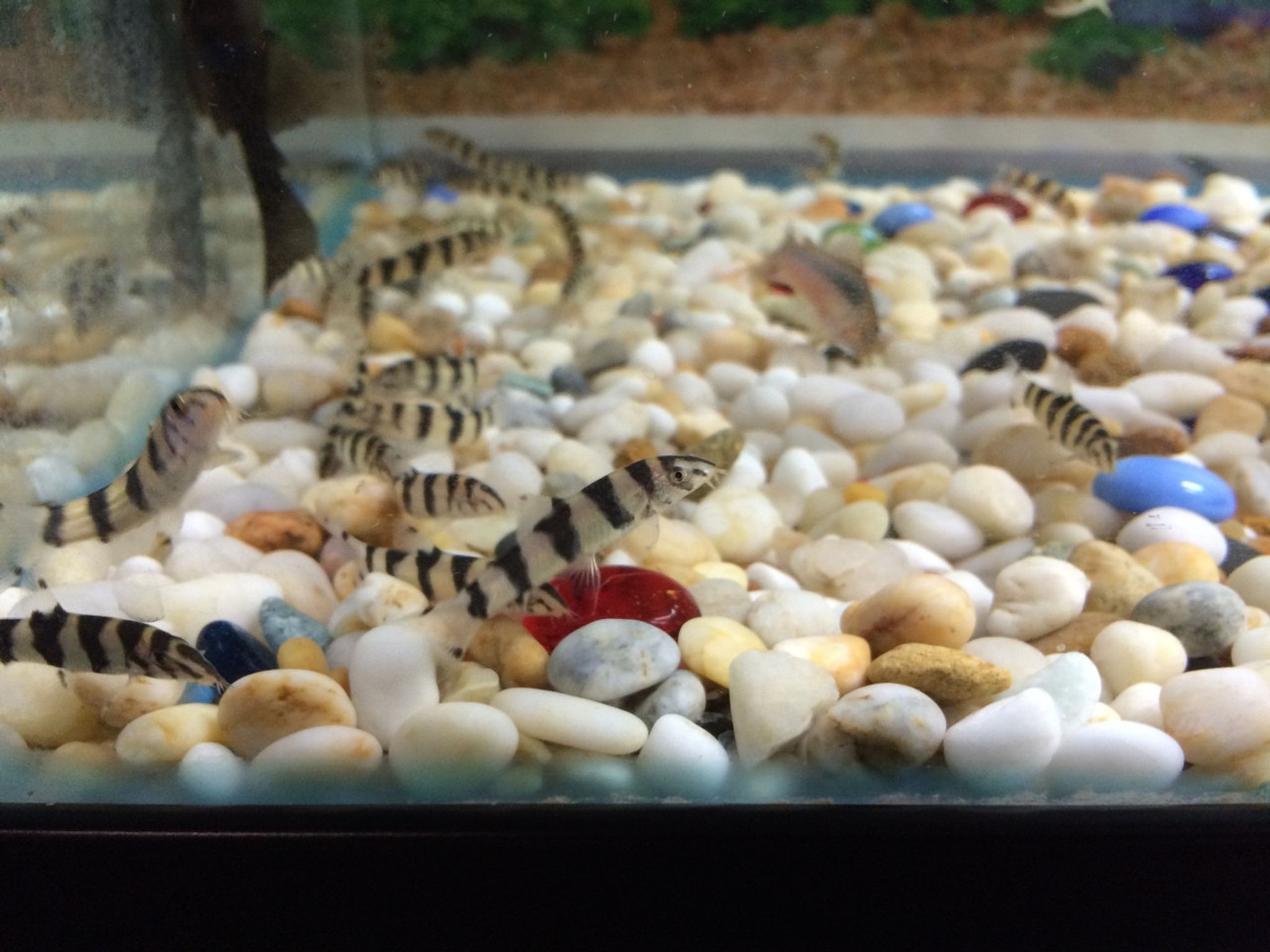 Yoyo Loach - Botia almorhae