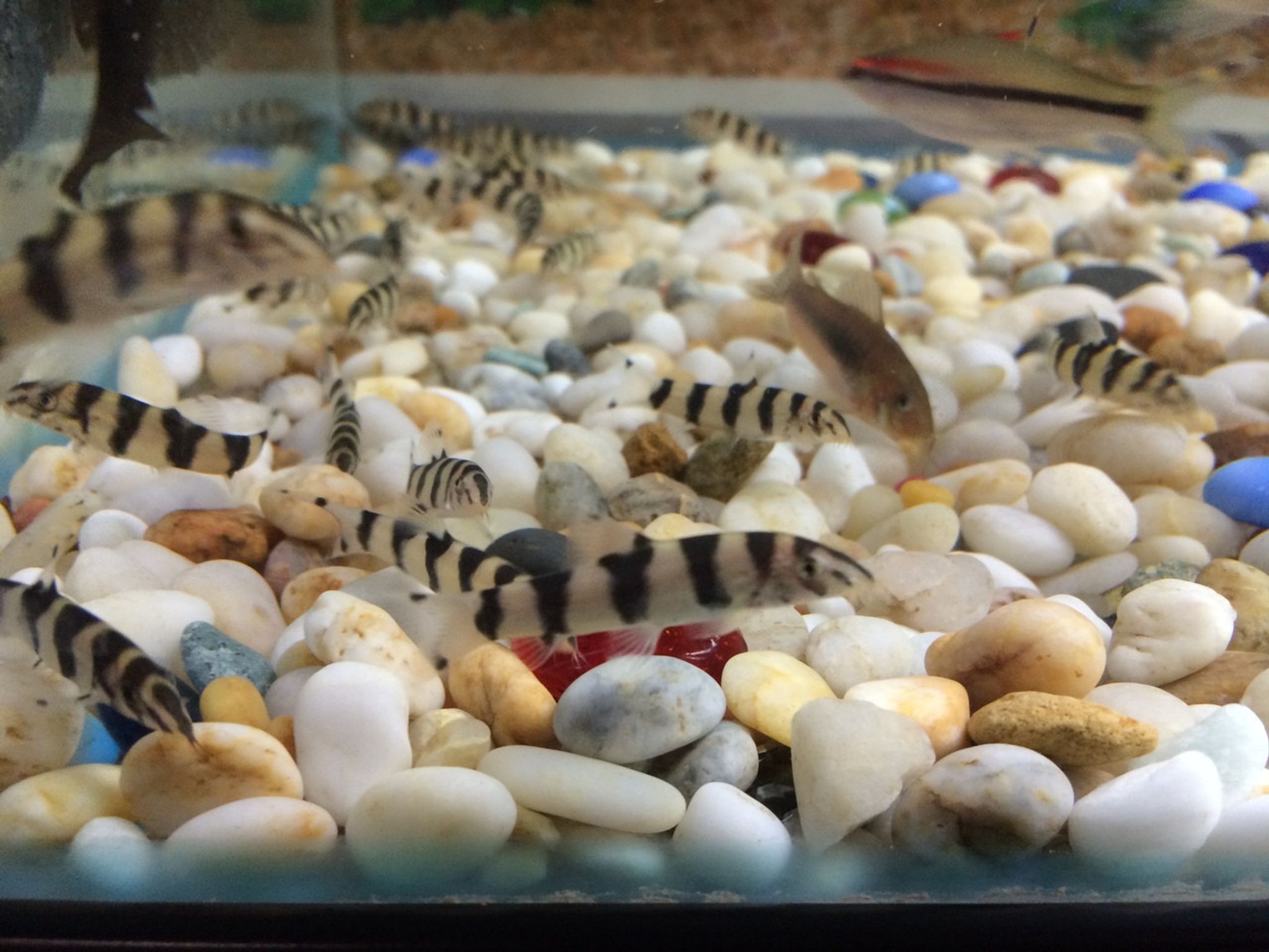 Yoyo Loach - Botia almorhae