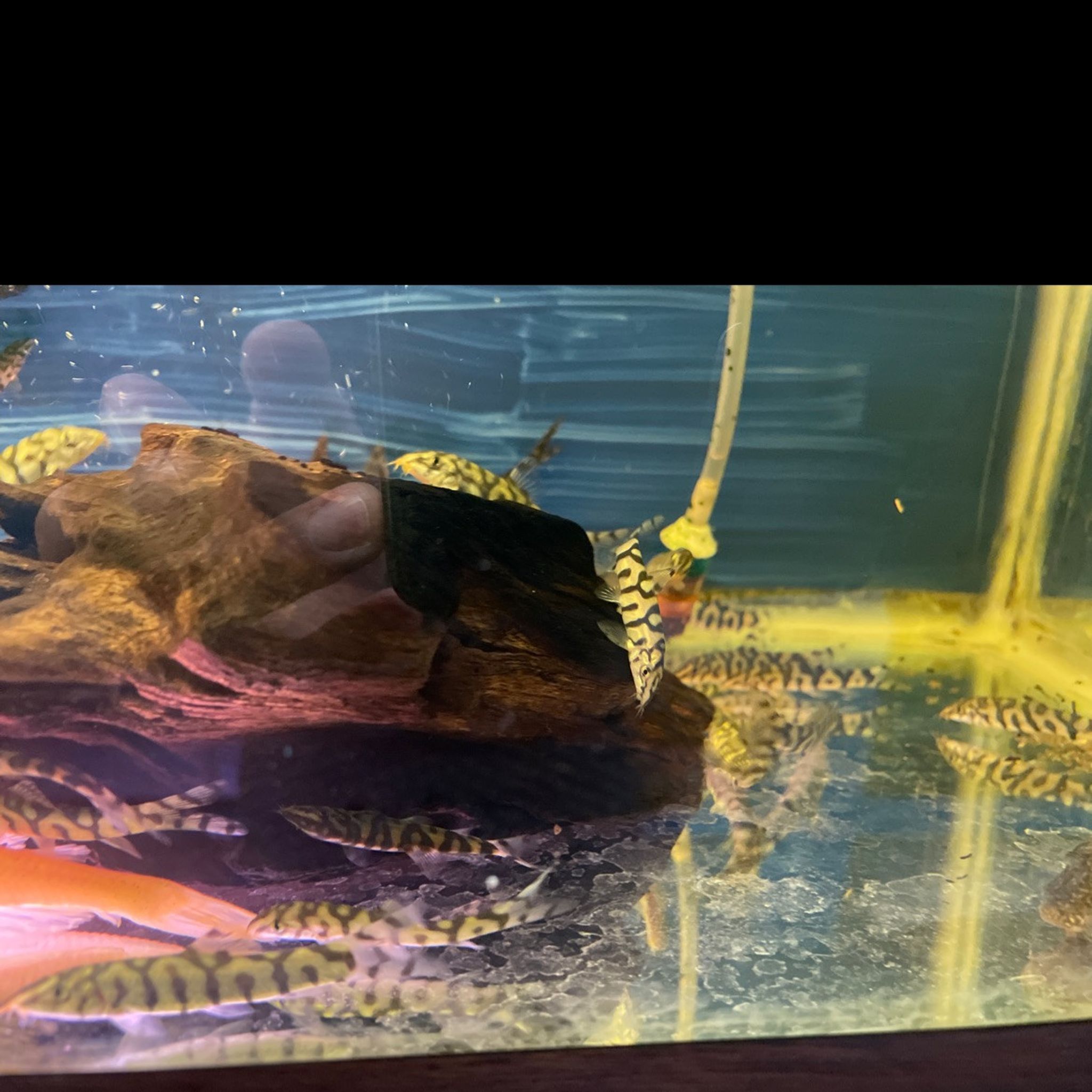 Yoyo Loach - Botia almorhae