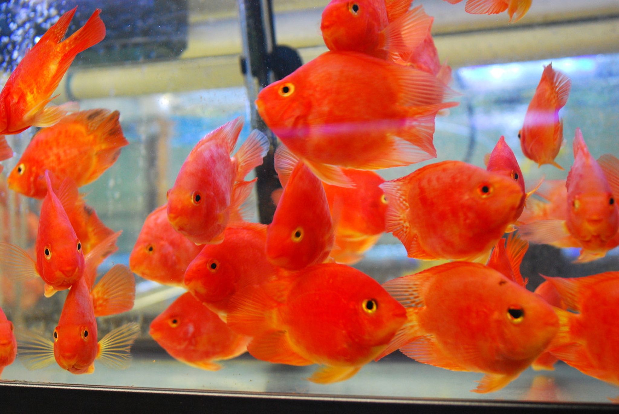 Yuan Bao Blood Parrot, Small