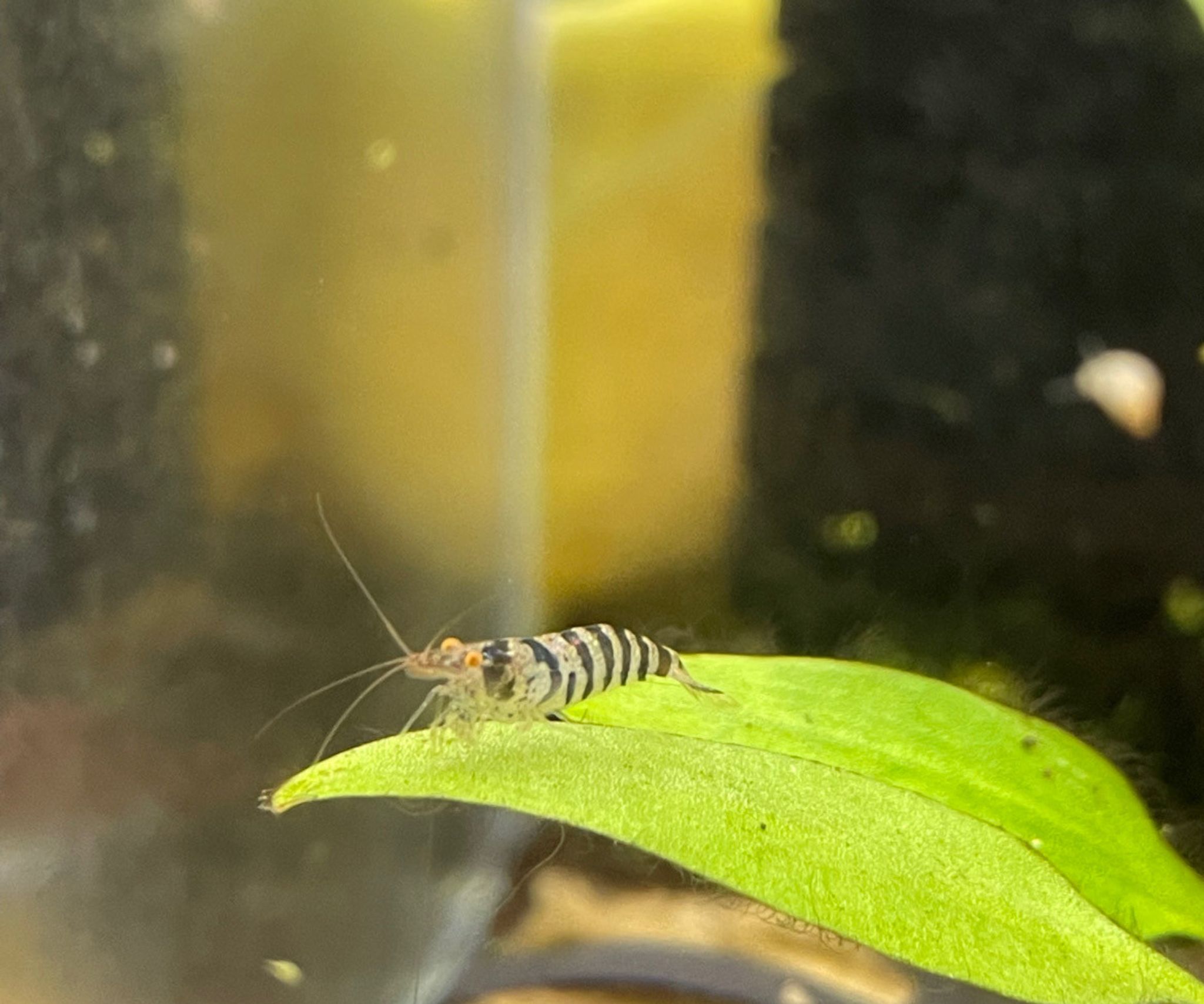 ZEBRA BABAULTI SHRIMP