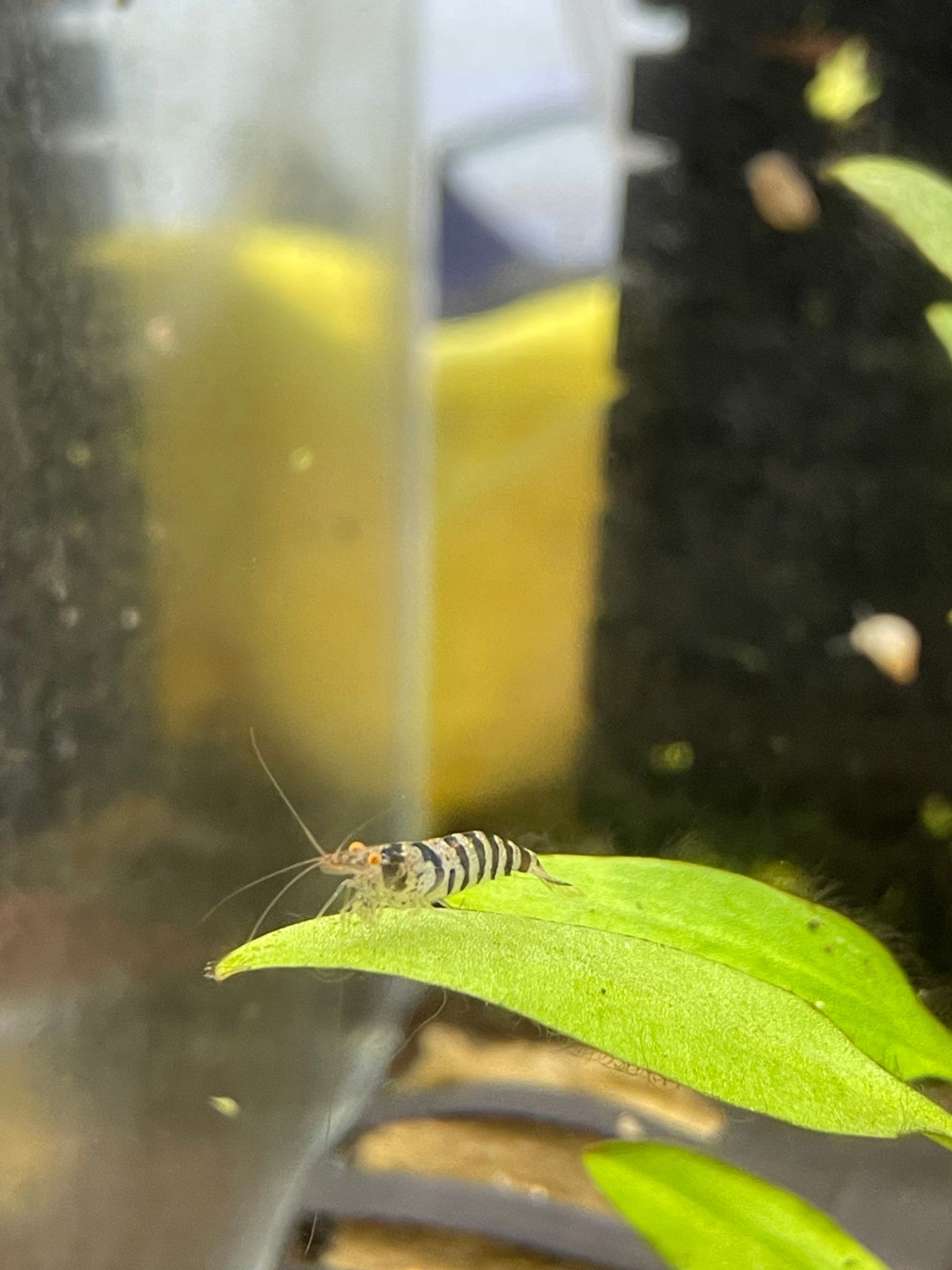 ZEBRA BABAULTI SHRIMP