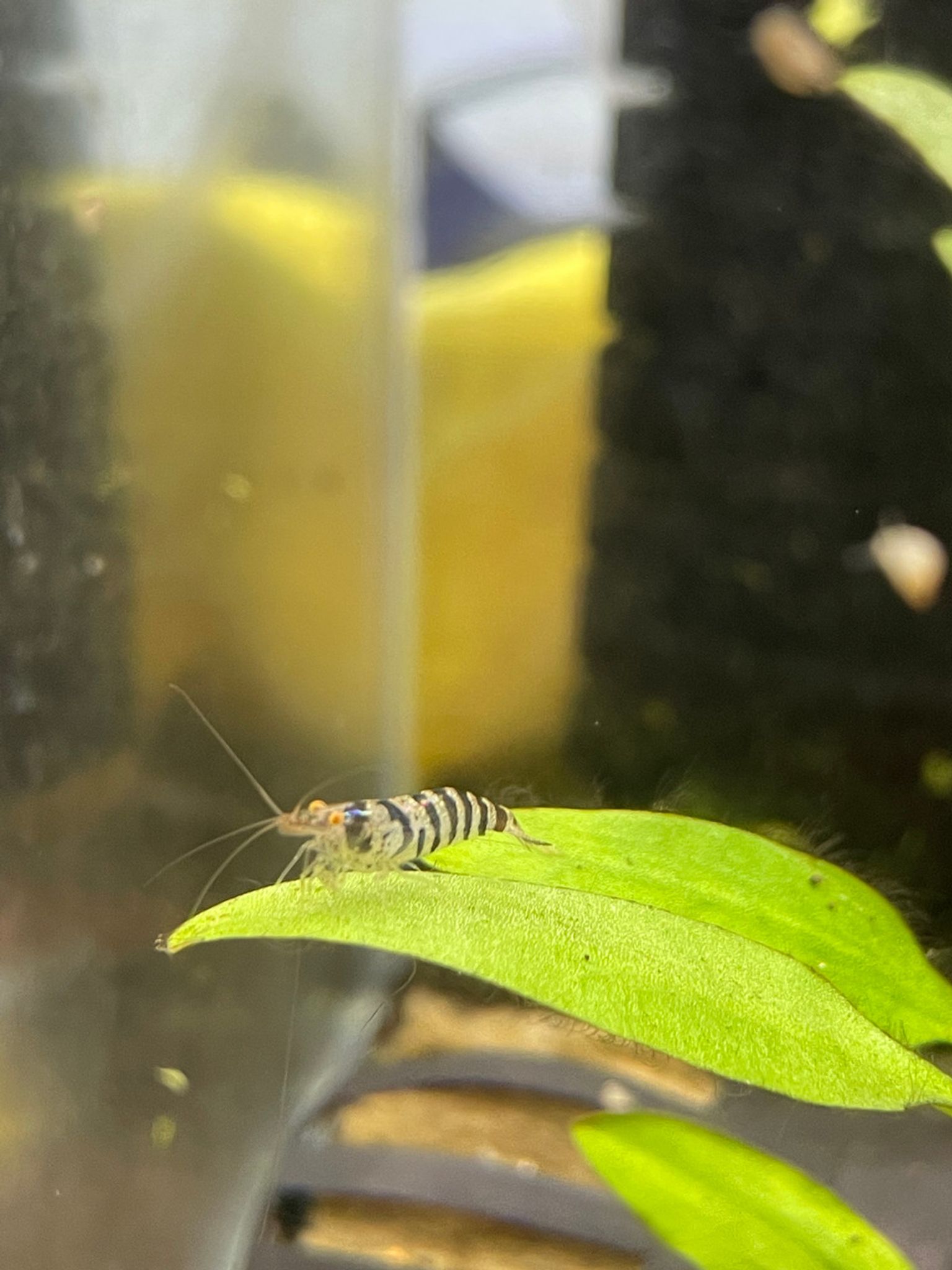 ZEBRA BABAULTI SHRIMP