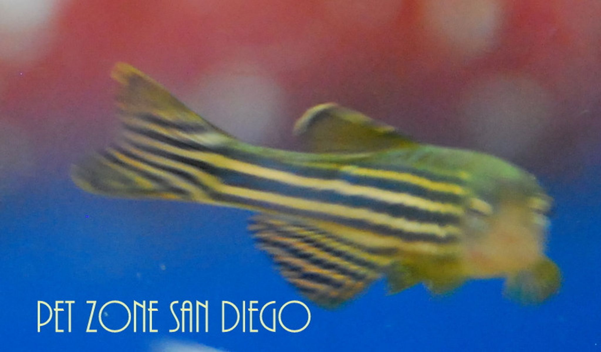 Zebra Danio (Danio rerio)