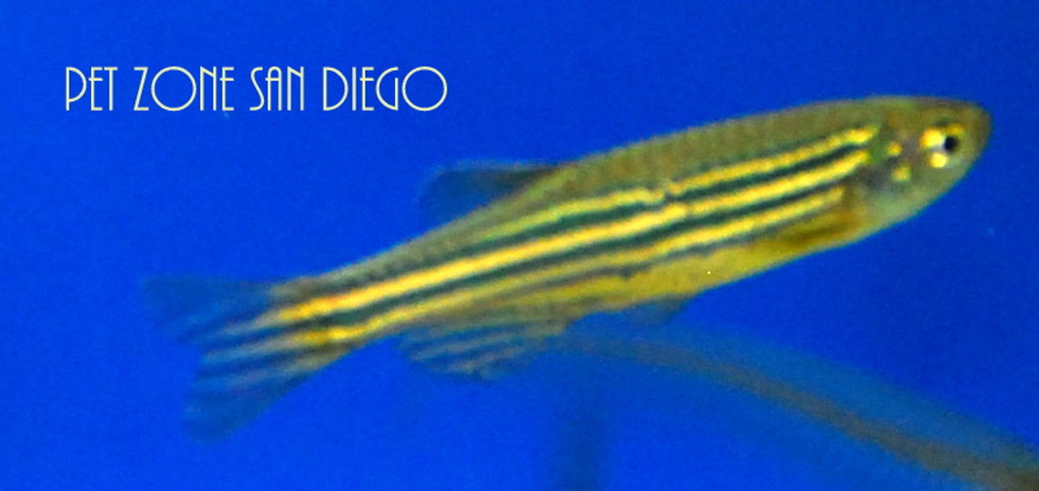 Zebra Danio (Danio rerio)