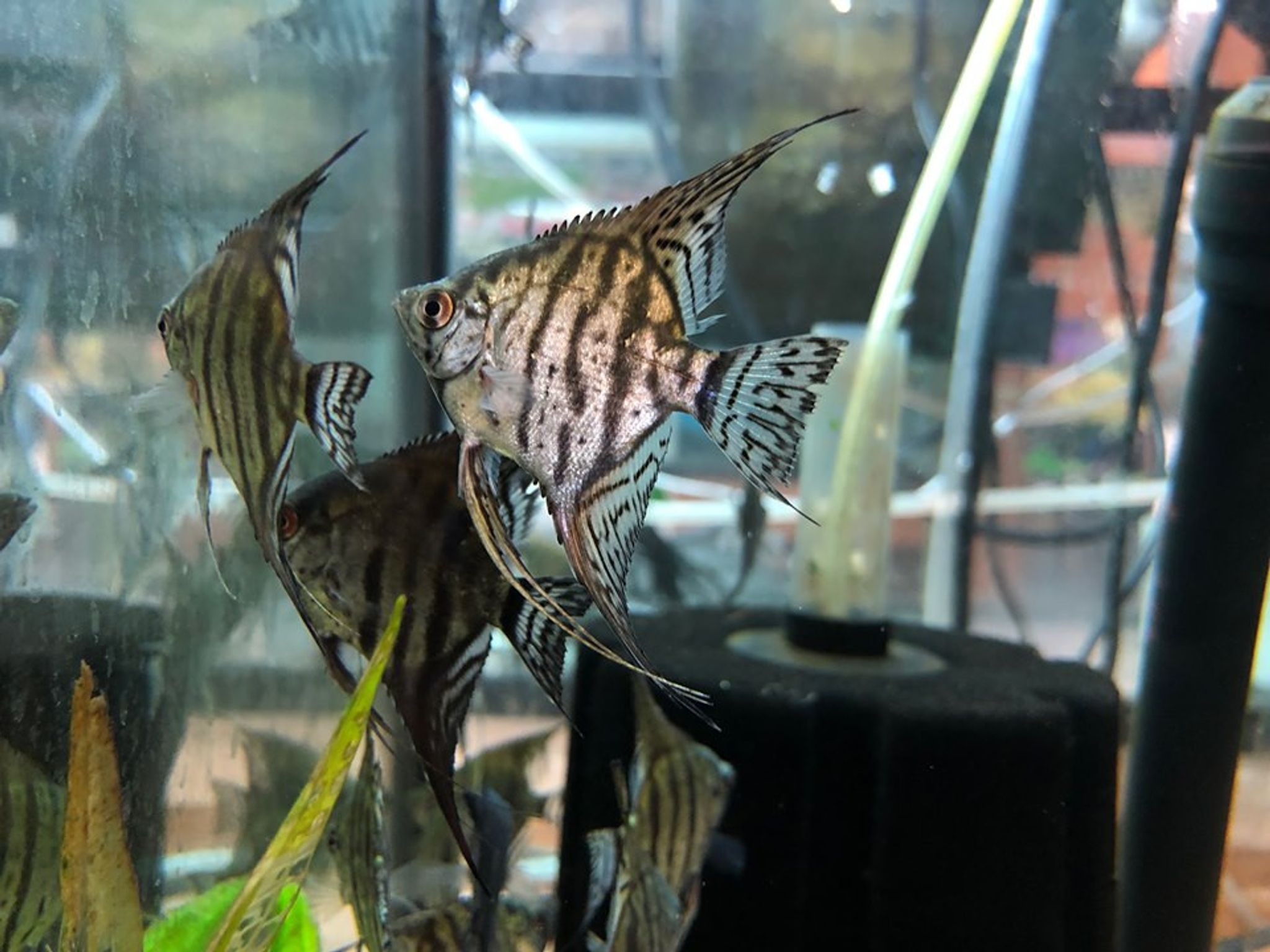 Zebra Lace Angelfish - XLarge
