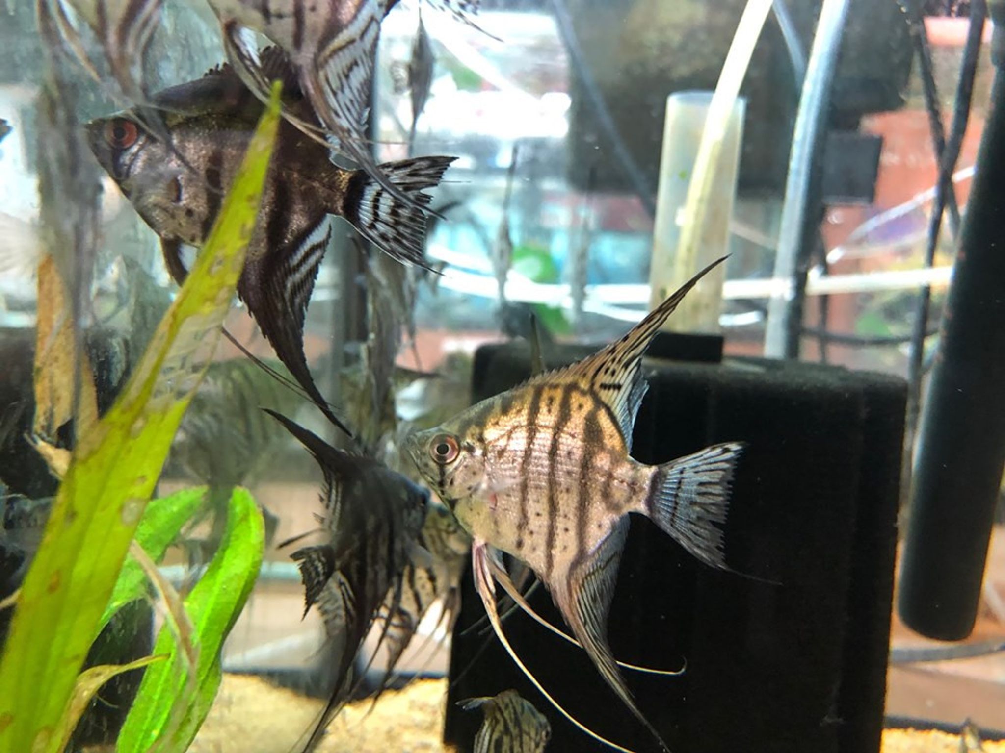 Zebra Lace Angelfish - XLarge