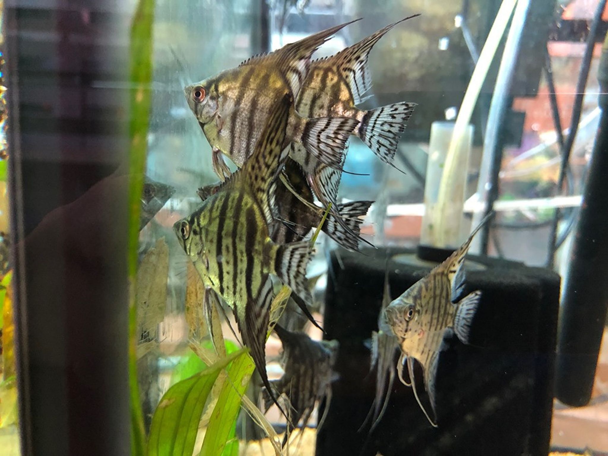 Zebra Lace Angelfish - XLarge