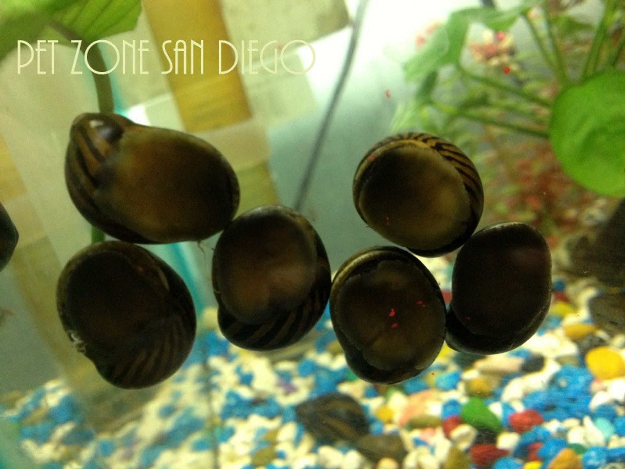 Zebra Nerite Snail
