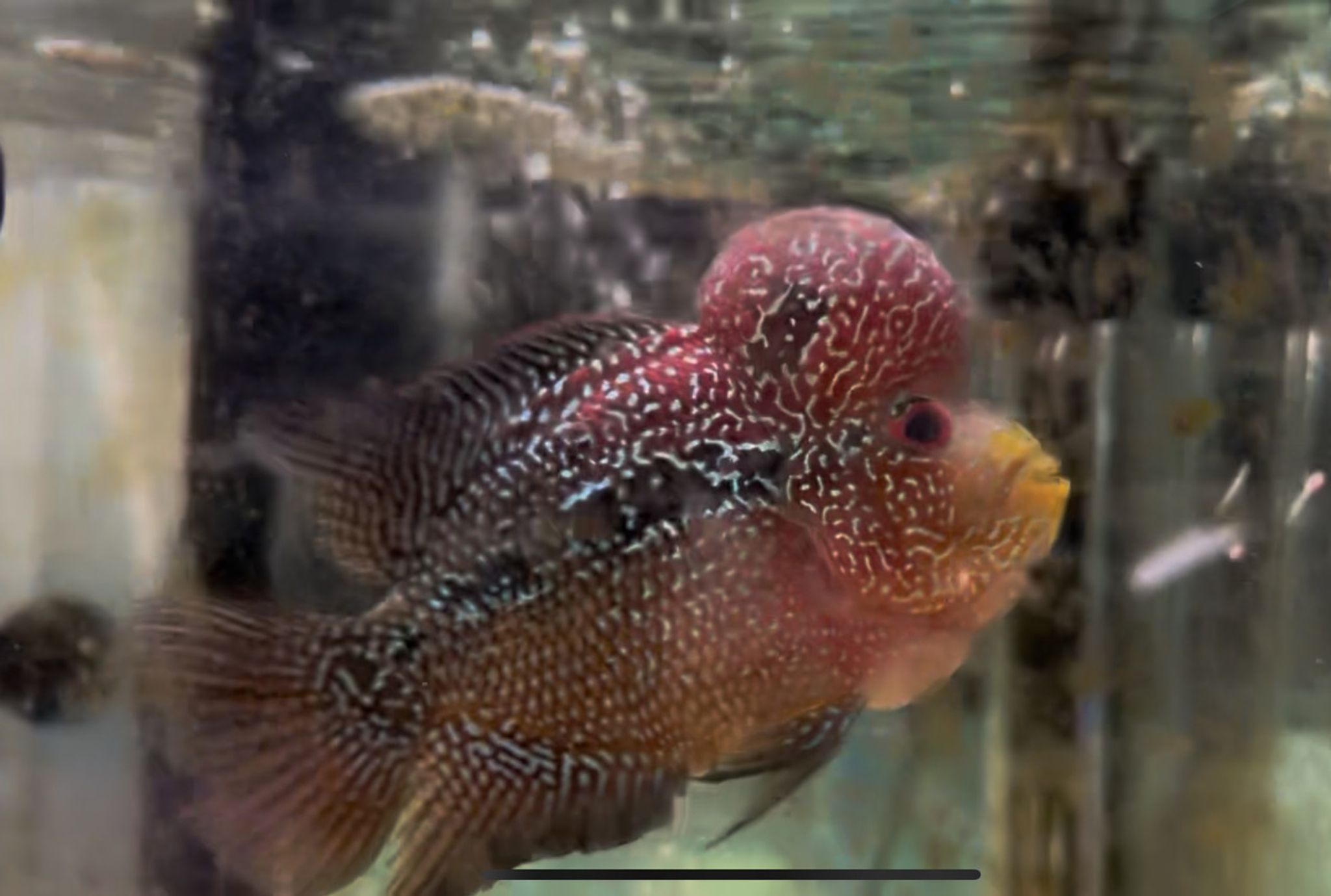 ZZ Large Quality Flowerhorn Male (AA11)