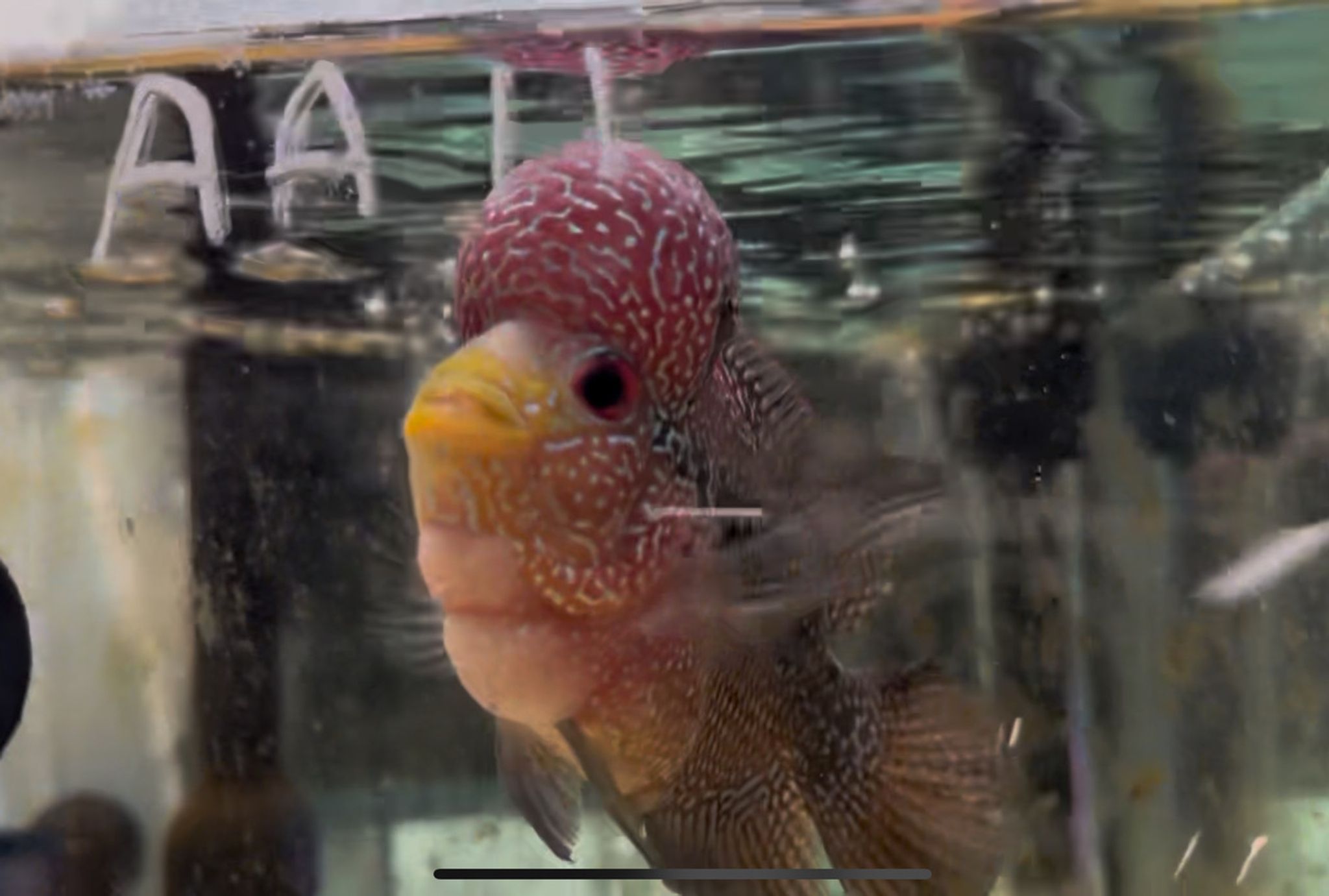 ZZ Large Quality Flowerhorn — 4-5" Male (AA11)