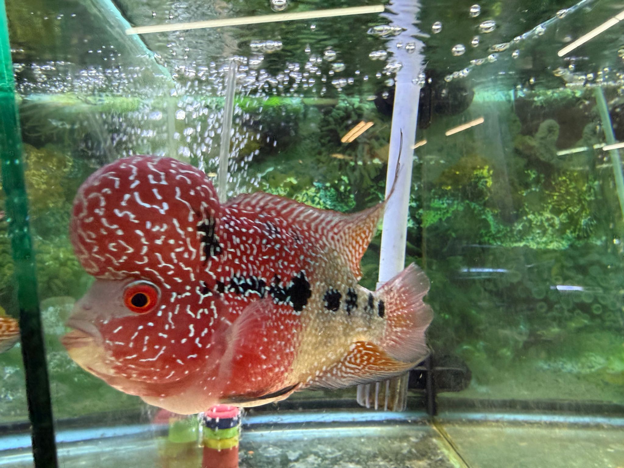 ZZ Large Quality Flowerhorn Male (AA3)