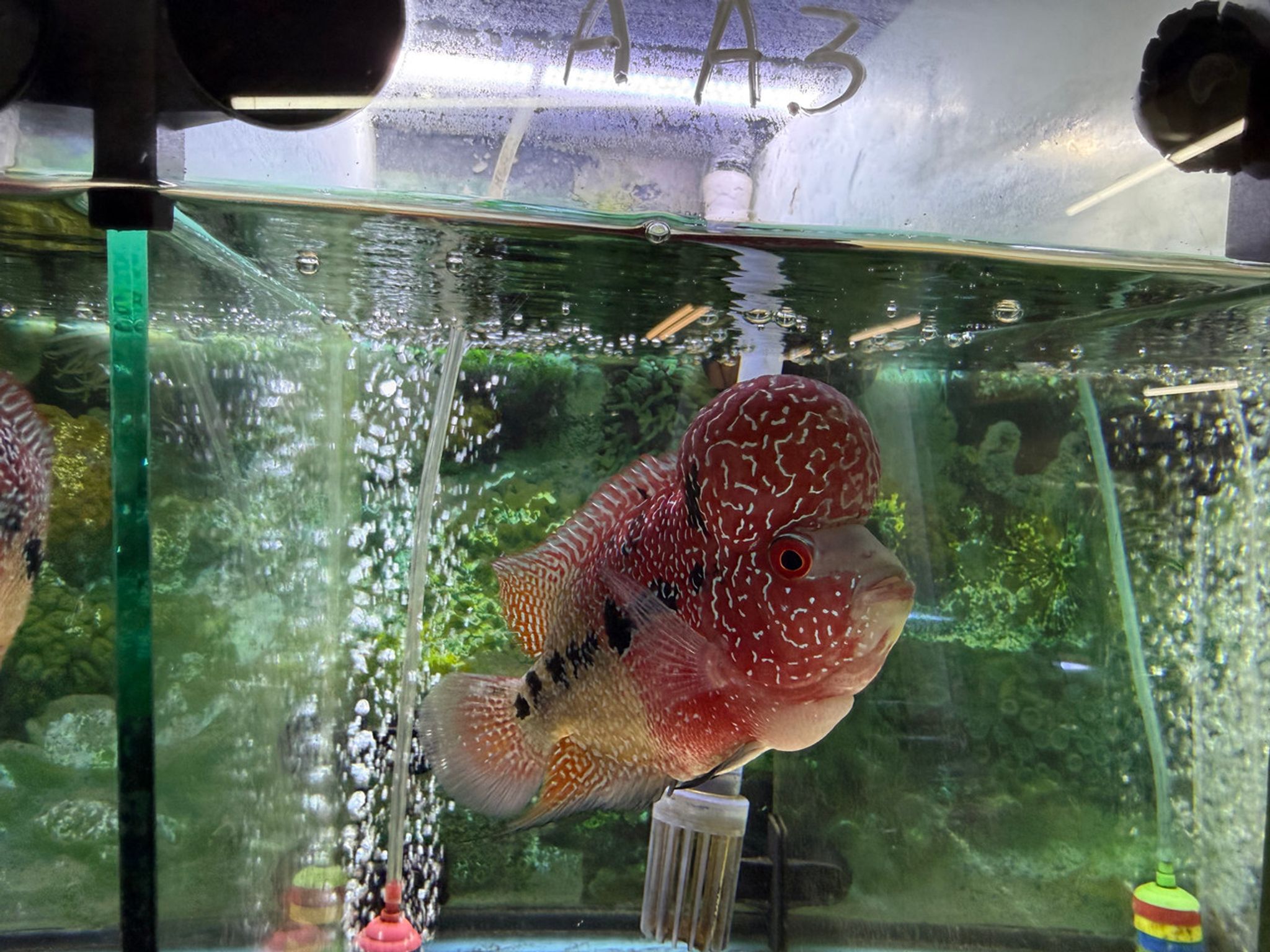 ZZ Large Quality Flowerhorn — 4-5" Male (AA3)