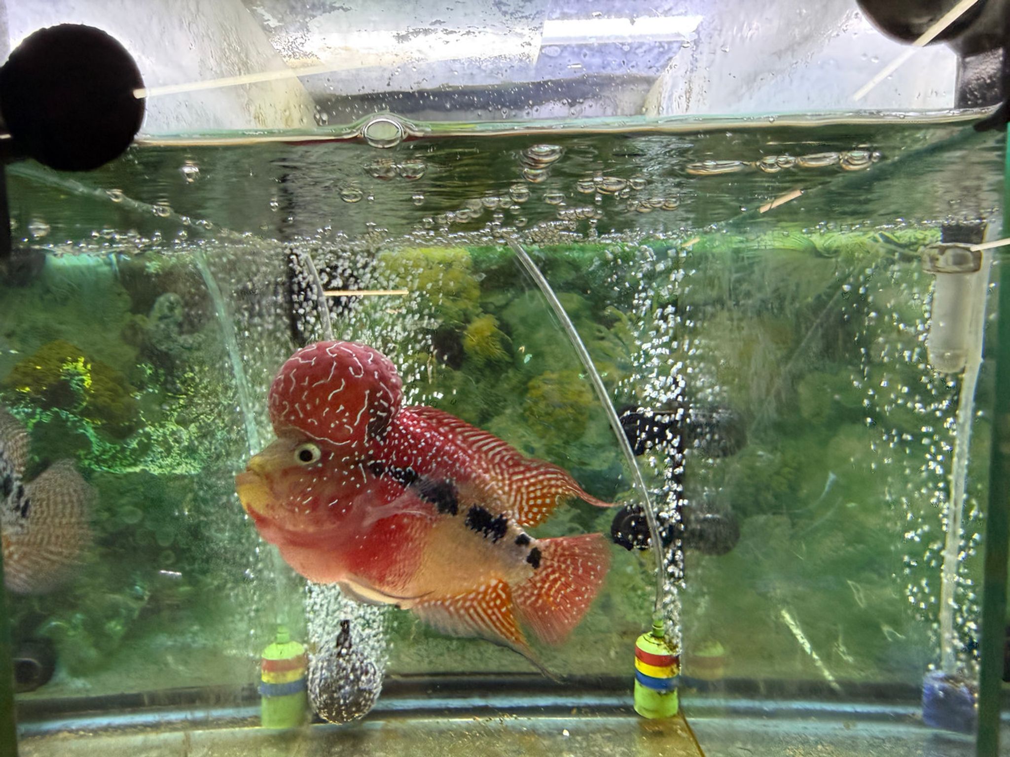 ZZ Large Quality Flowerhorn Male (AA5)
