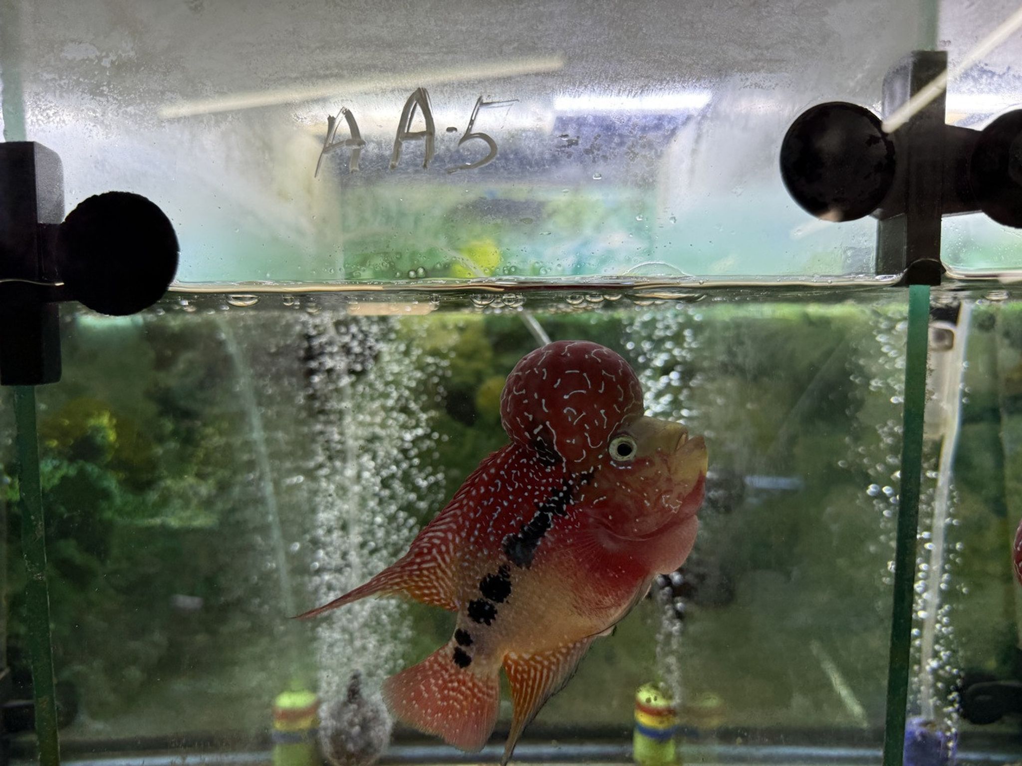 ZZ Large Quality Flowerhorn Male (AA5)