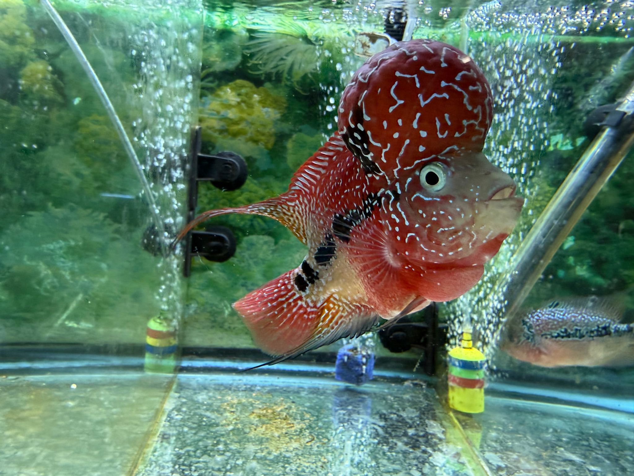 ZZ Large Quality Flowerhorn Male (AA6)