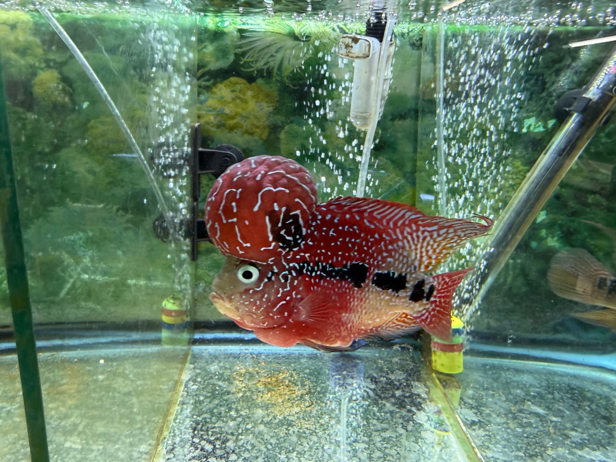 ZZ Large Quality Flowerhorn — 4-5" Male (AA6)
