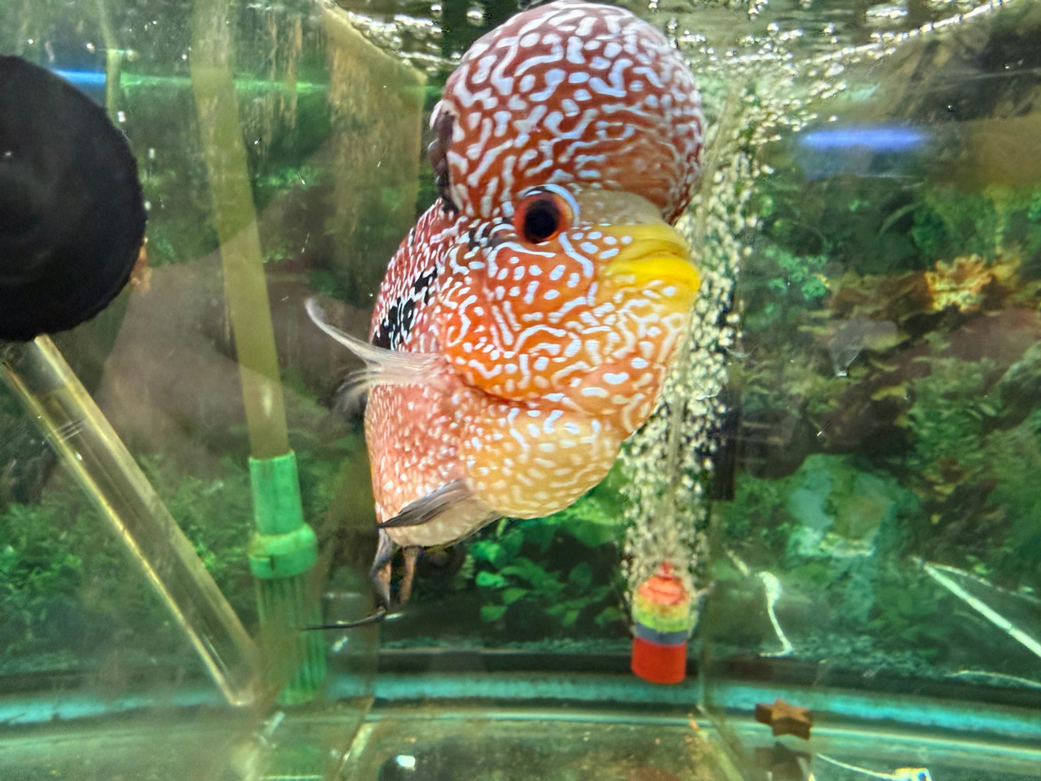 ZZ Large Quality Flowerhorn Male (AA8)