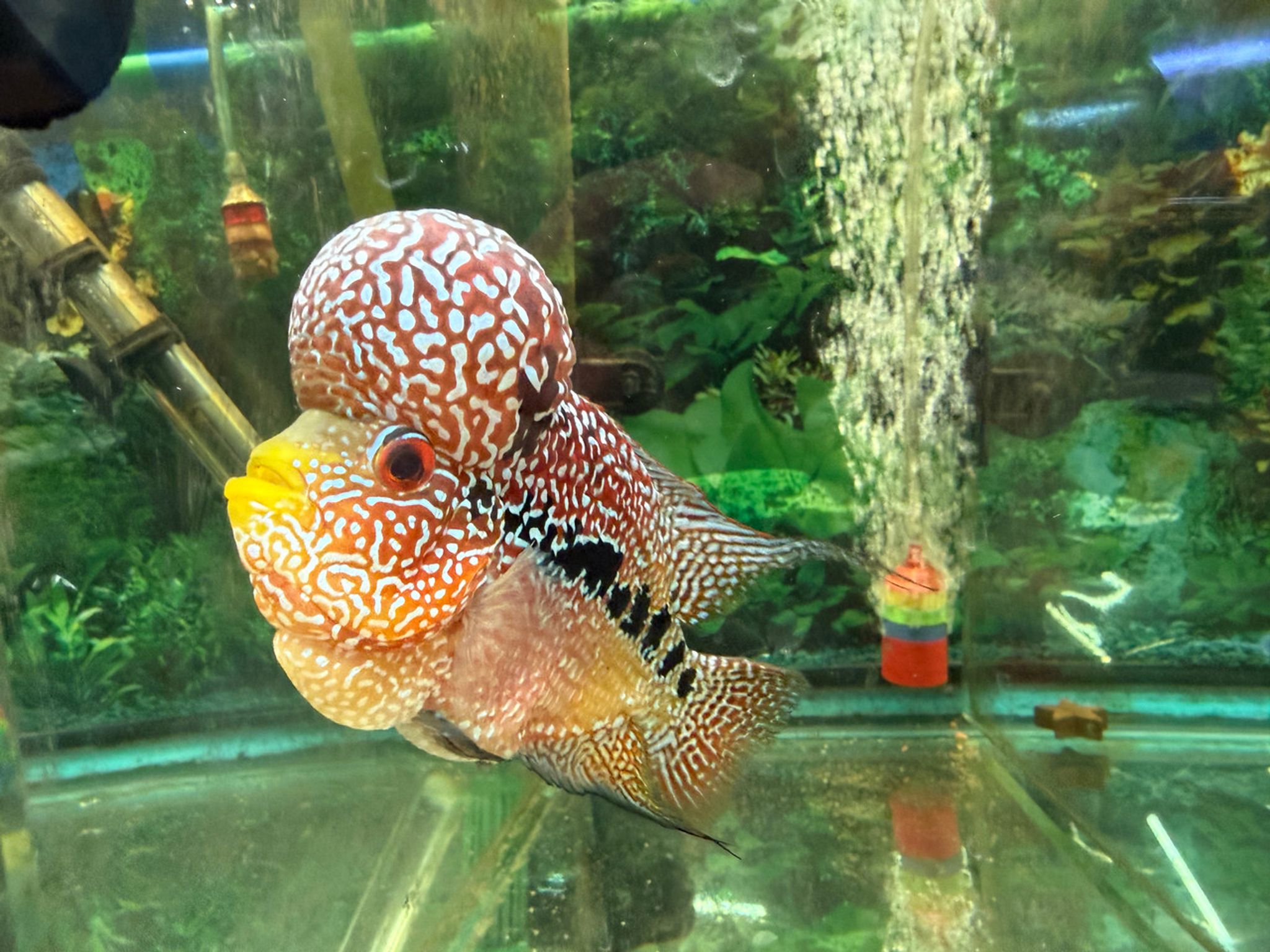 ZZ Large Quality Flowerhorn — 4-5" Male (AA8)