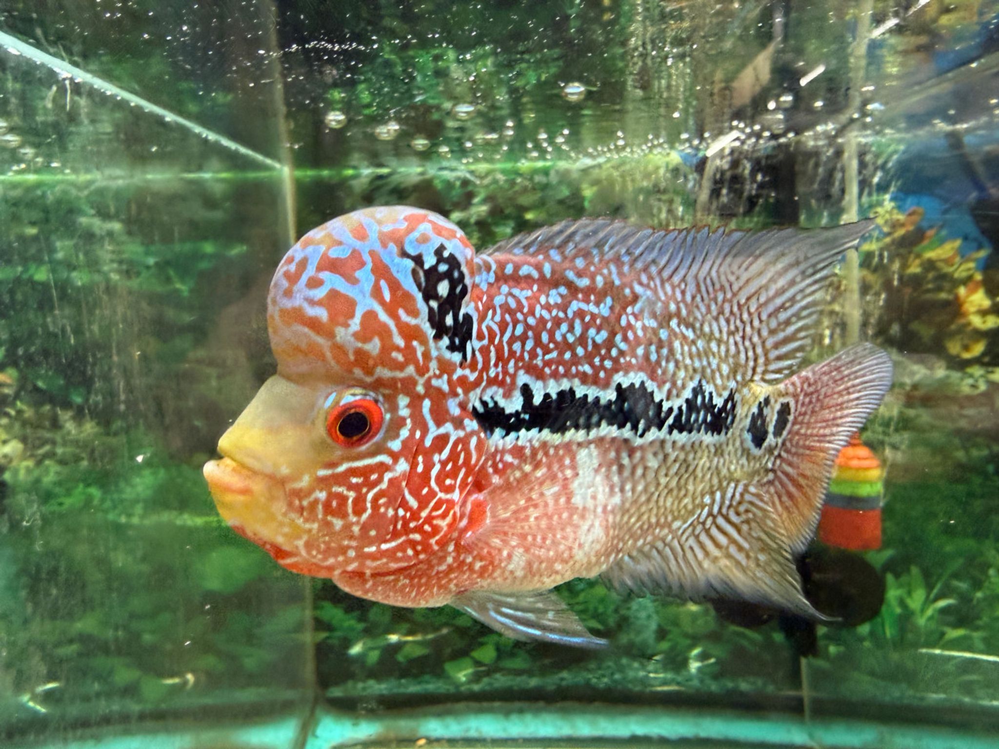 ZZ Large Quality Flowerhorn Male (AA9)