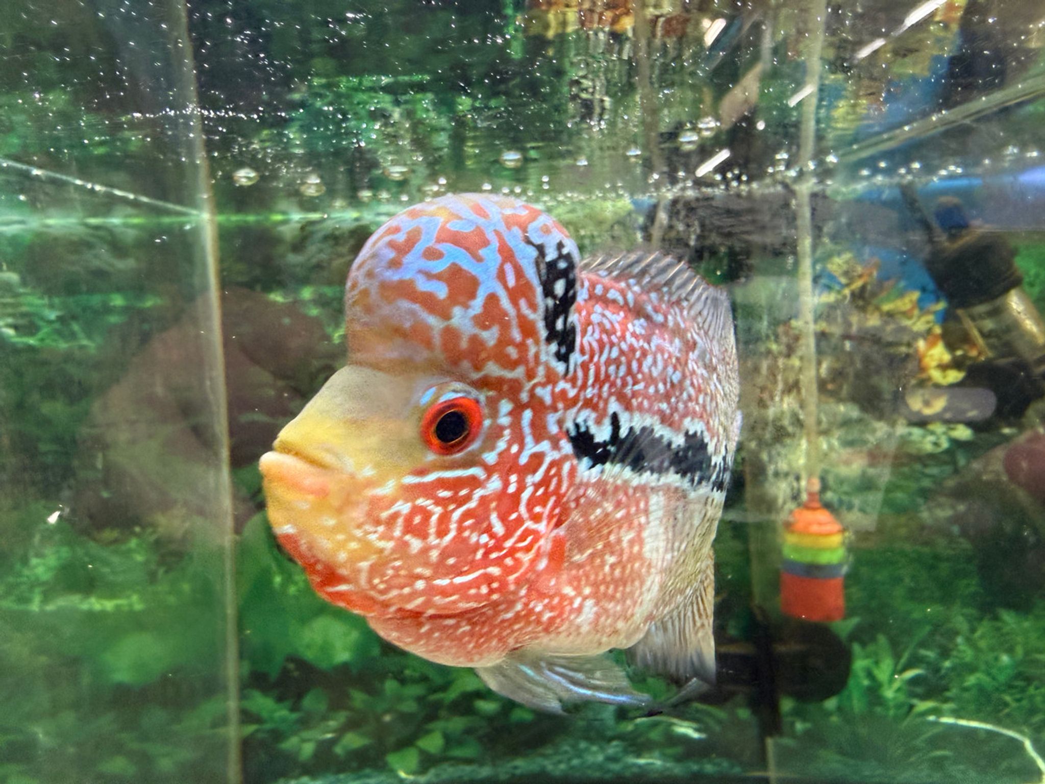 ZZ Large Quality Flowerhorn Male (AA9)