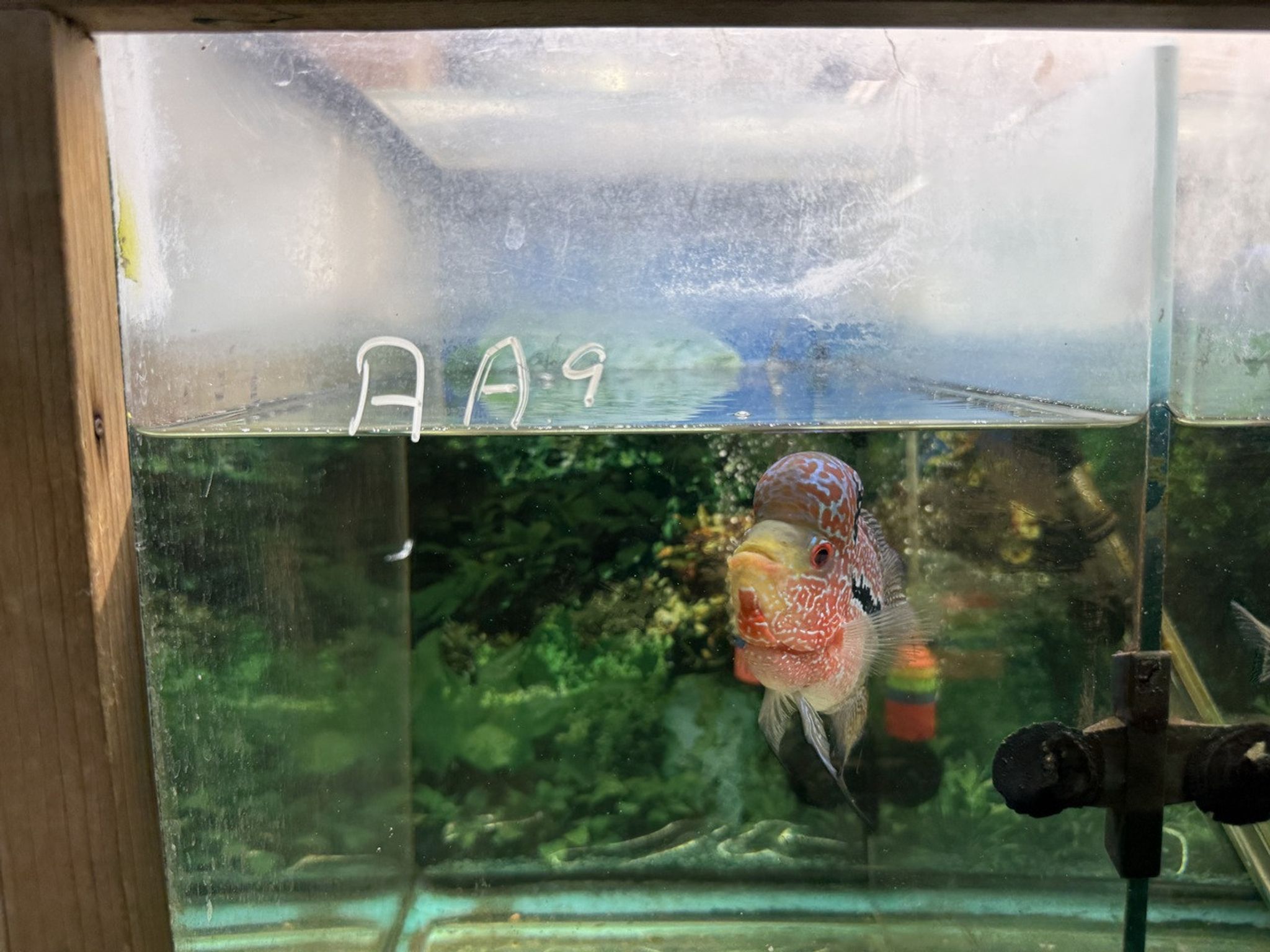 ZZ Large Quality Flowerhorn — 4-5" Male (AA9)
