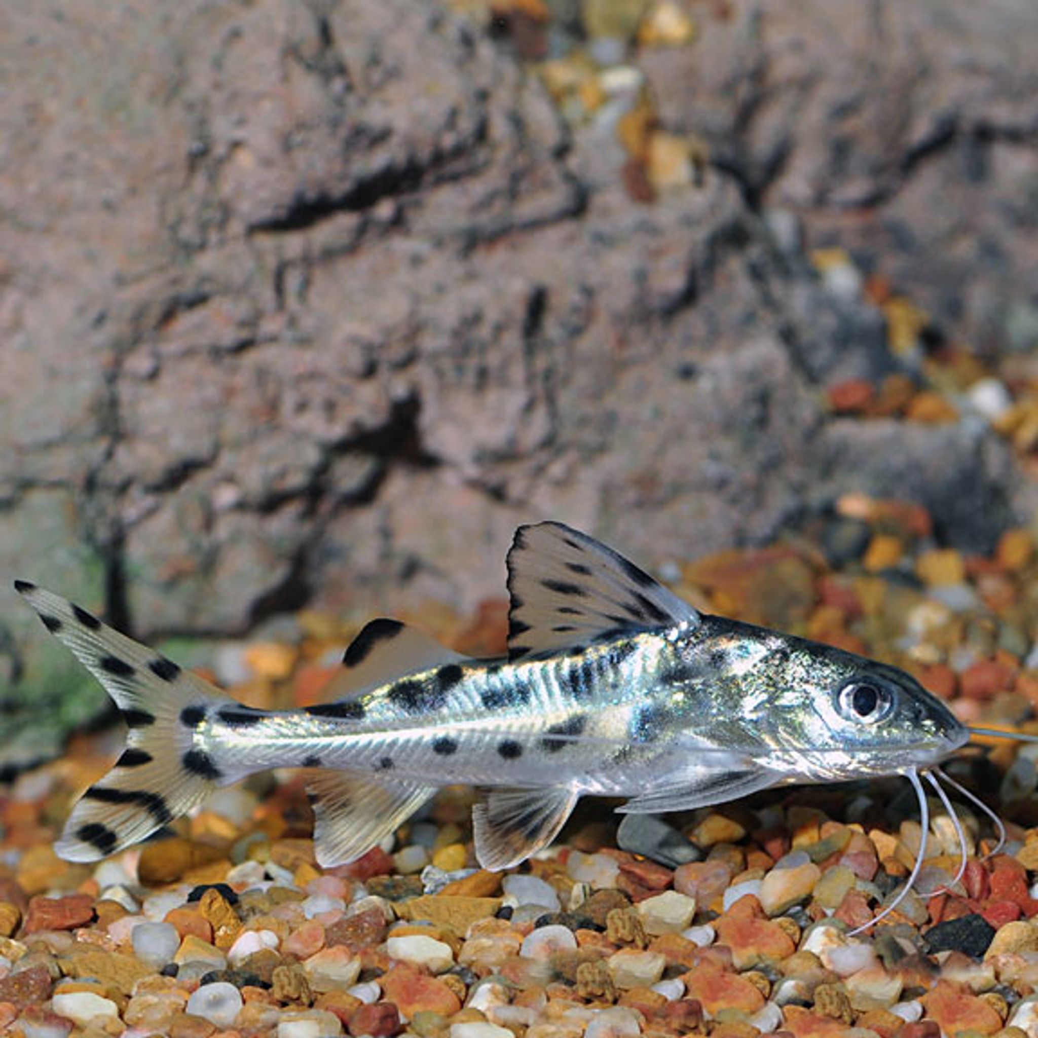 What Do Pictus Catfish Eat? A Practical Feeding Guide