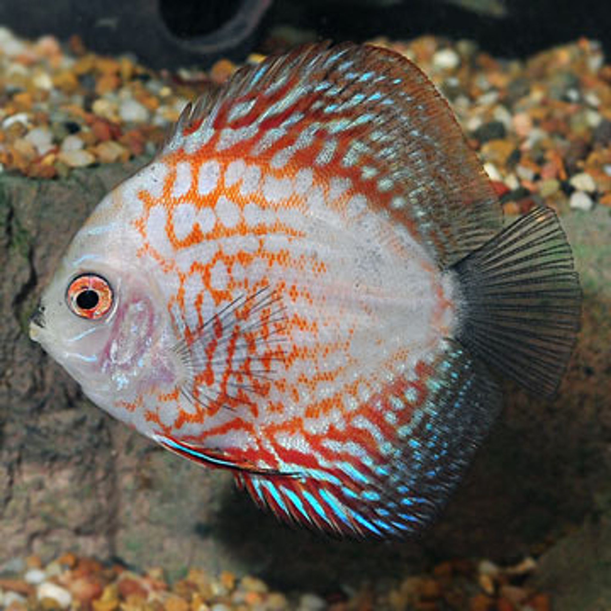 What Do Discus Eat? A Practical Feeding Guide