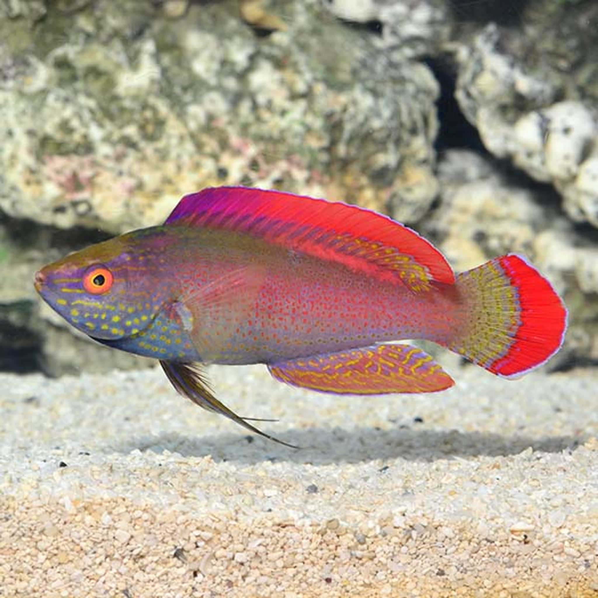 Pink Margin Fairy Wrasse