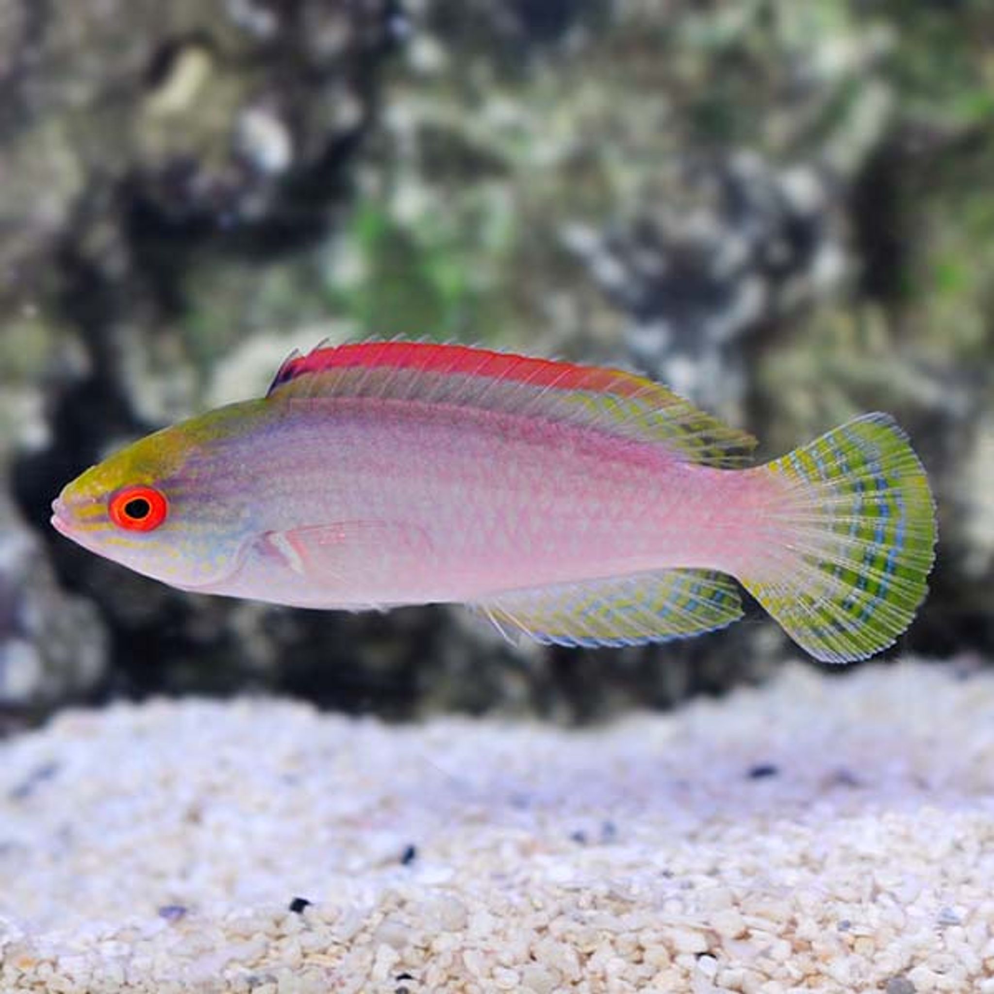 Pink Margin Fairy Wrasse